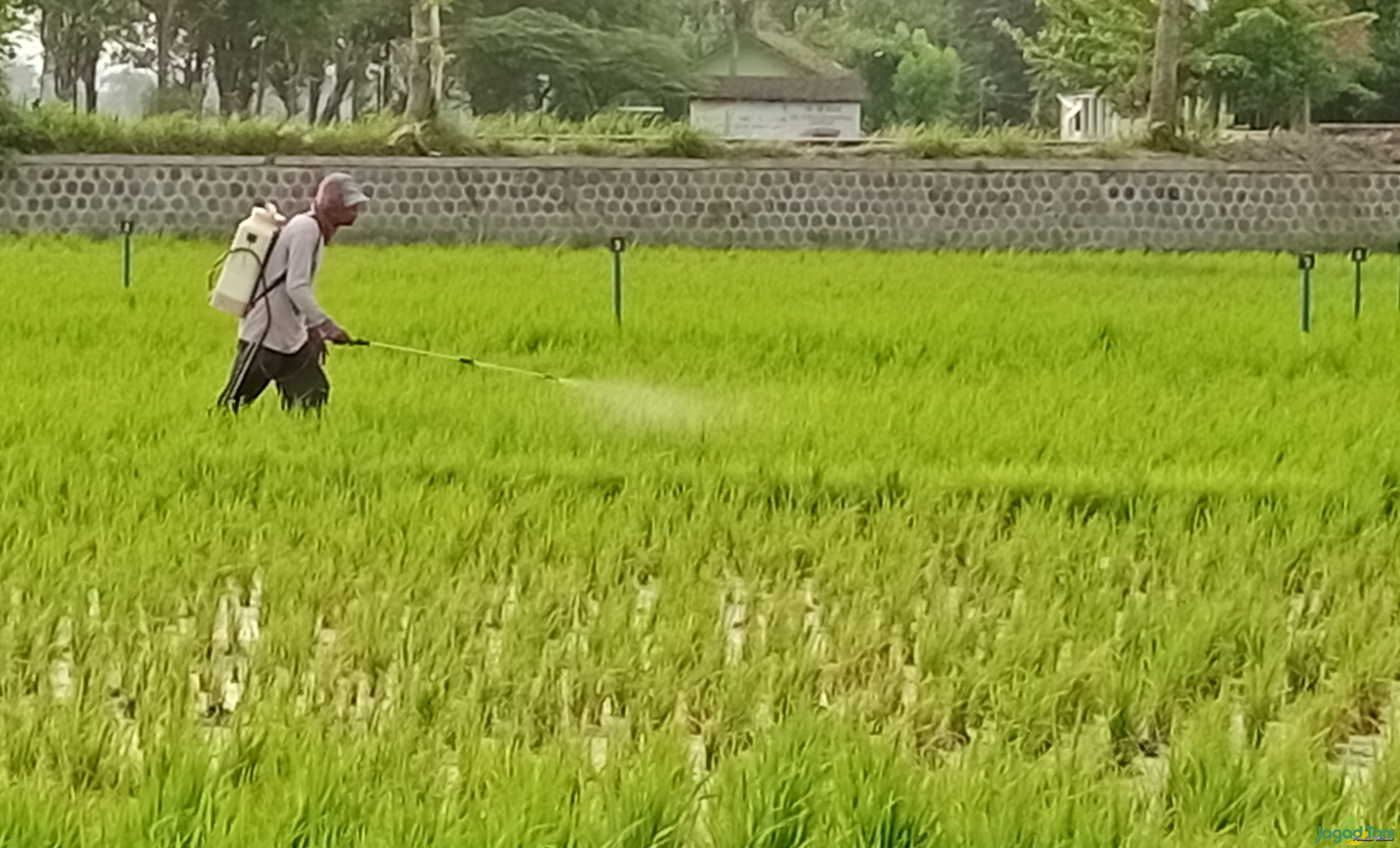 Hama Penggerek Batang Serang Tanaman Padi