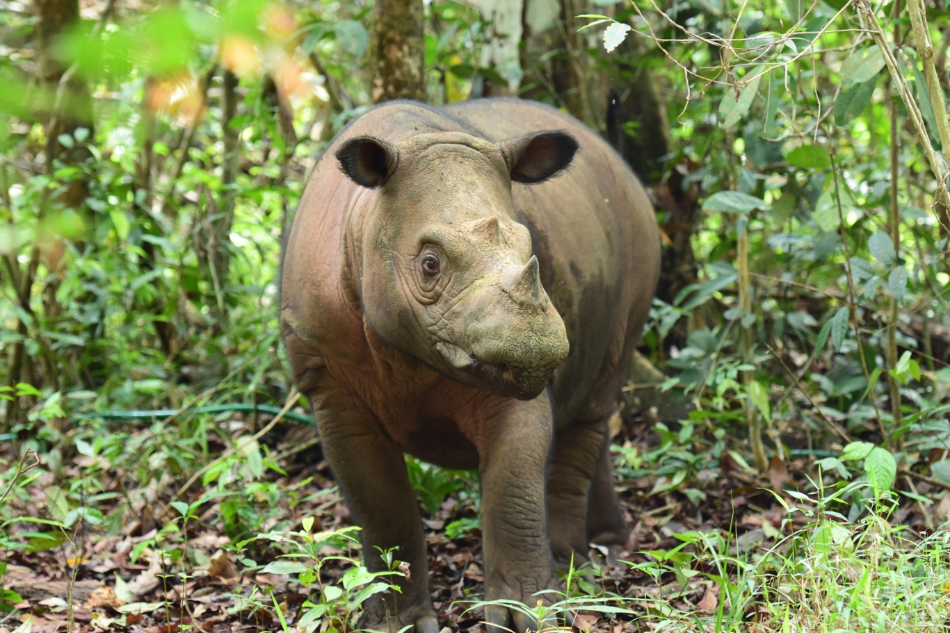 Delilah, individu badak Sumatera 