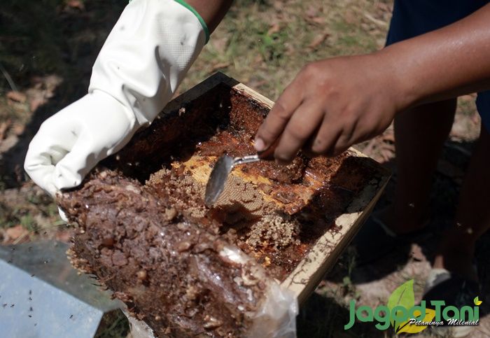 Madu Lebah Trigona Biroi, Primadona dari Sulawesi 