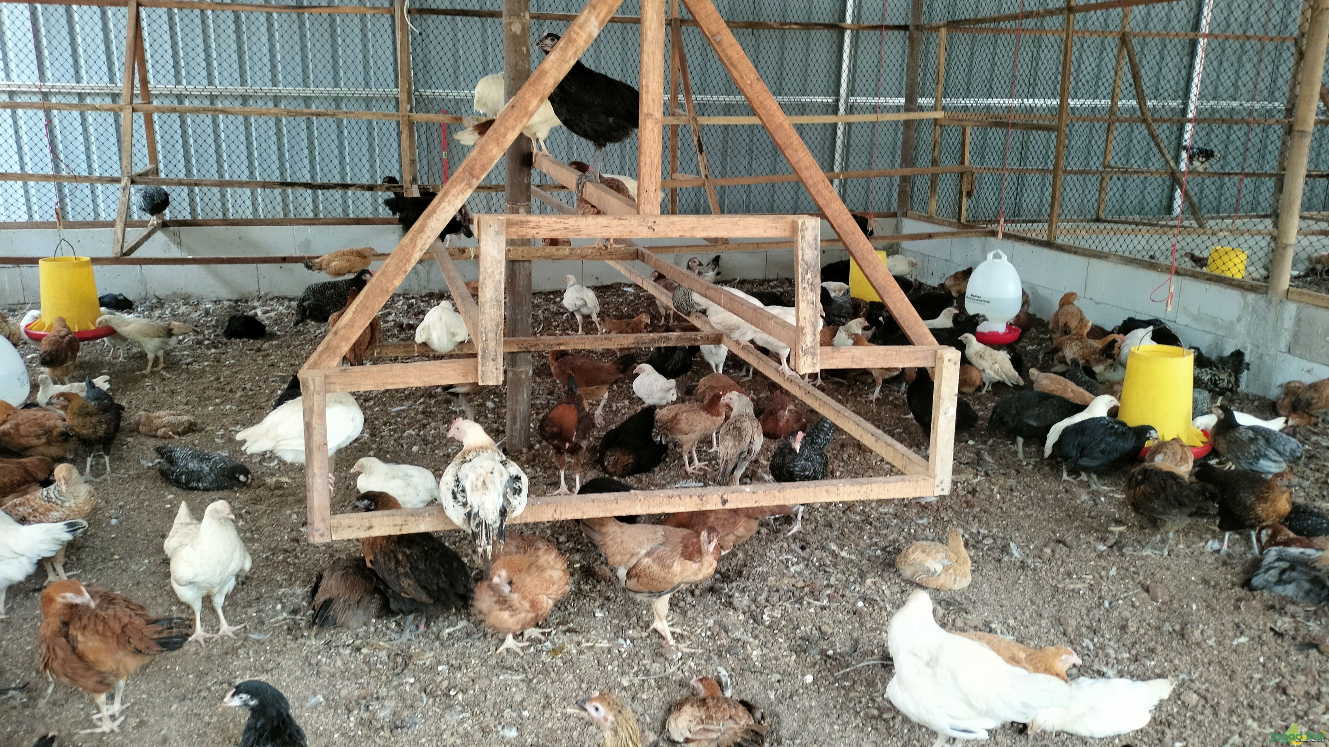 Manfaat tangkringan pada ternak ayam