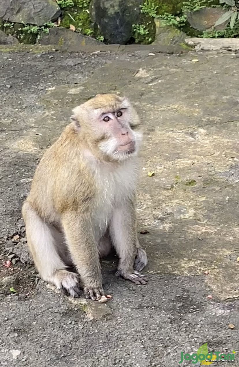  Mengenal habitat Primata Kera Rhesus