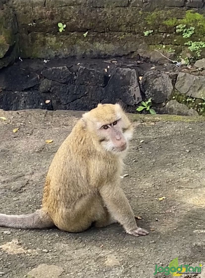  Primata Kera Rhesus