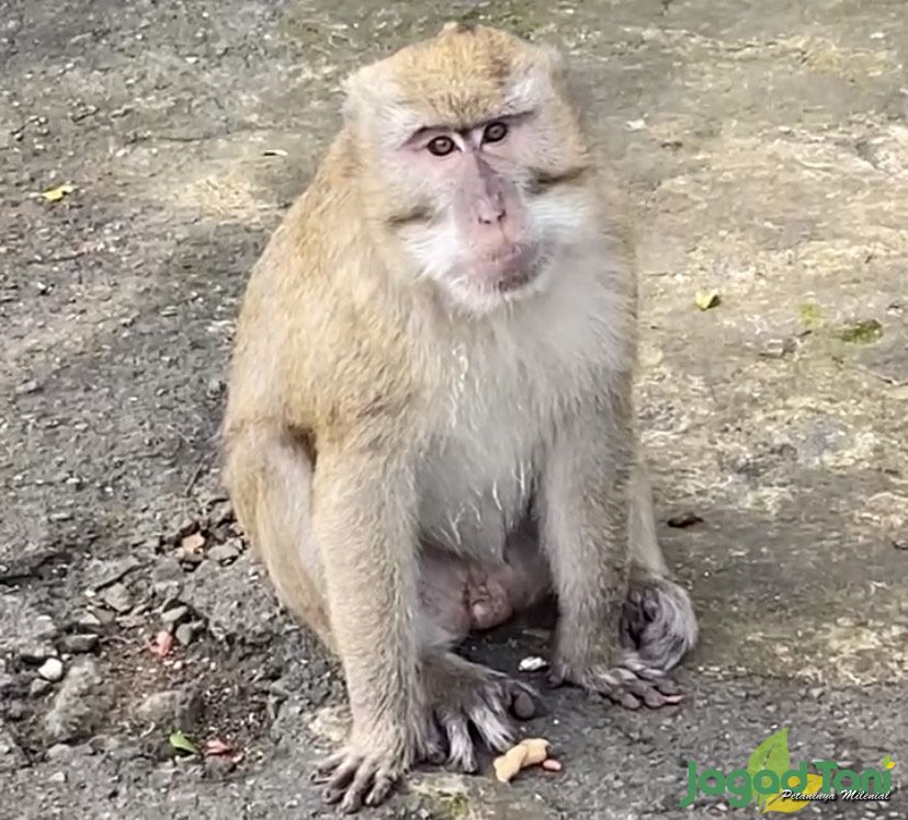 Kera yang tergolong dalam famili Hominidae atau Hylobatidae.