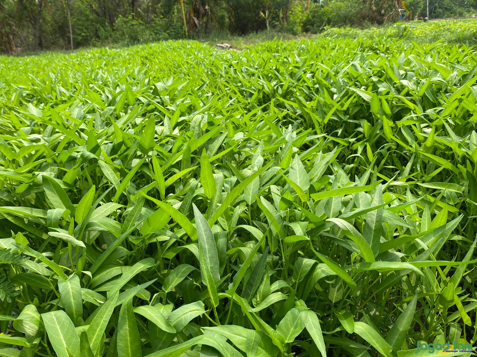 Kangkung di sekitar JIS 