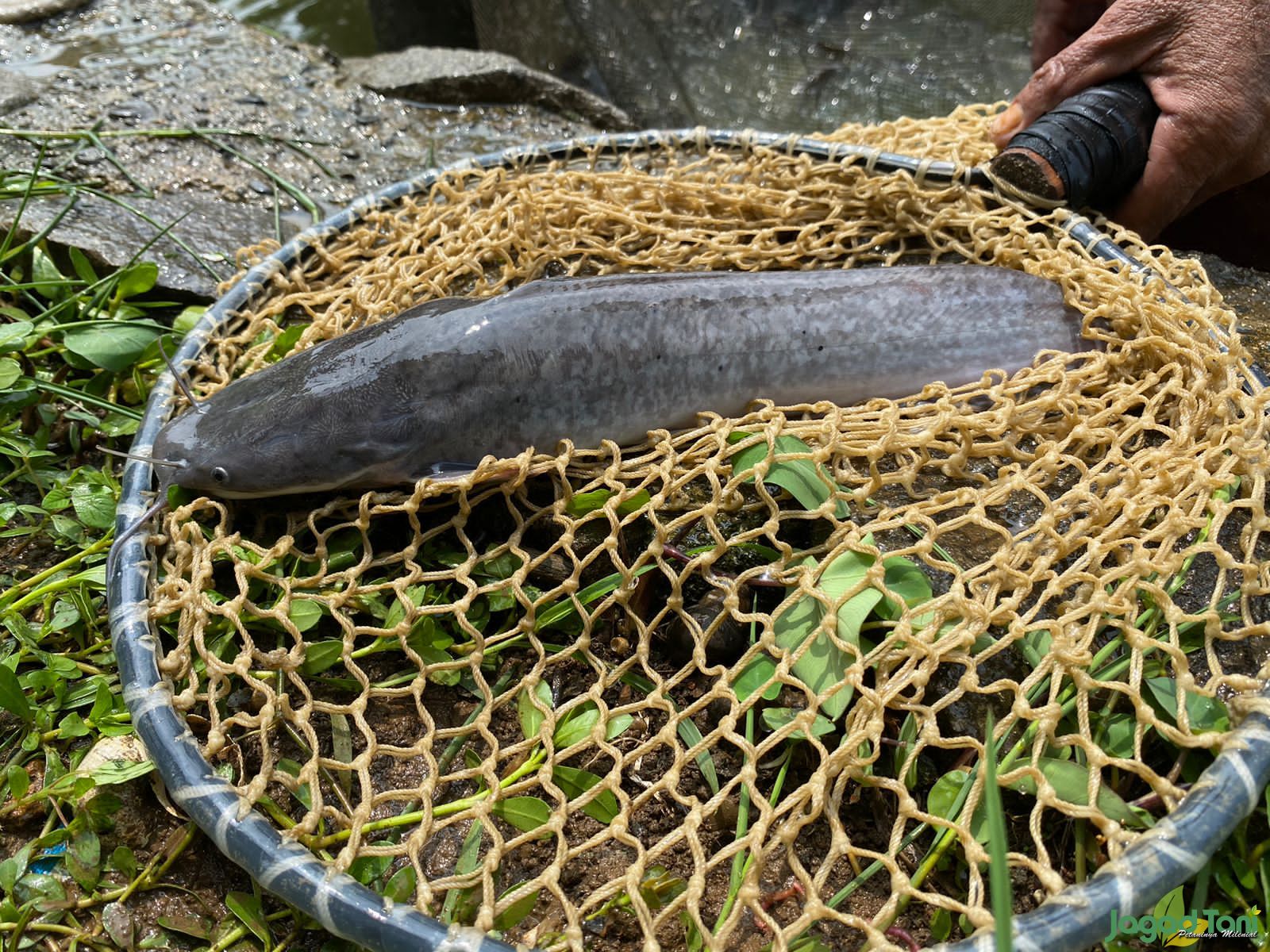 Panen ikan lele