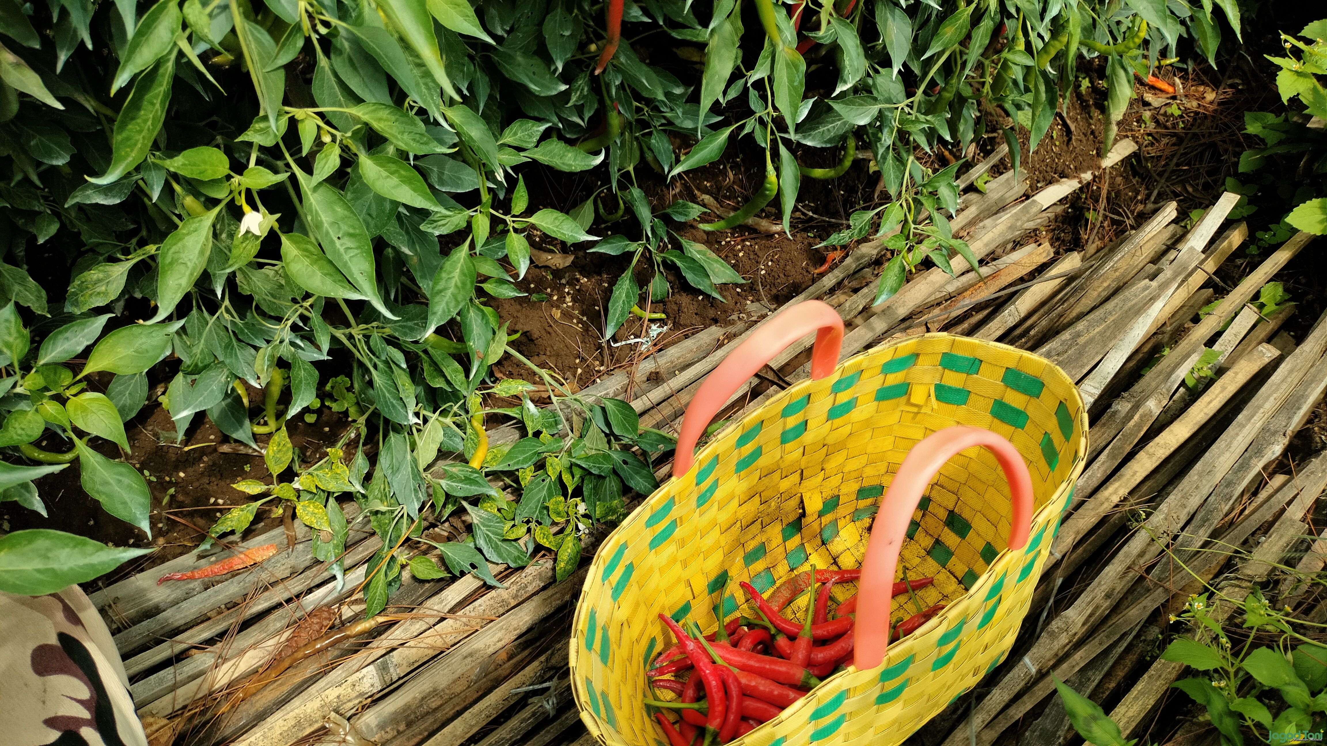 Hasil panen Cabai Petani Kota Batu 