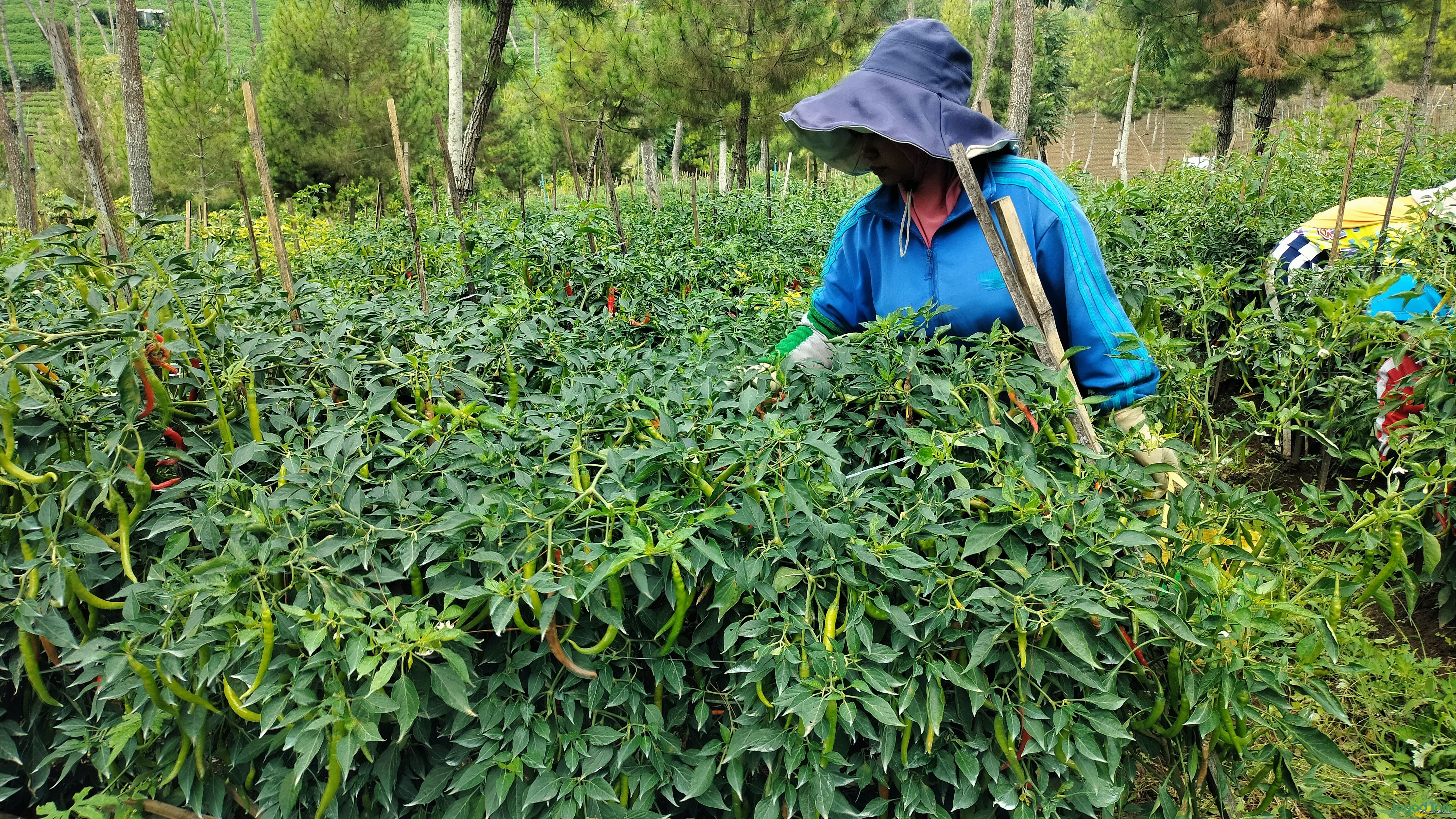 Petani wanita panen cabai