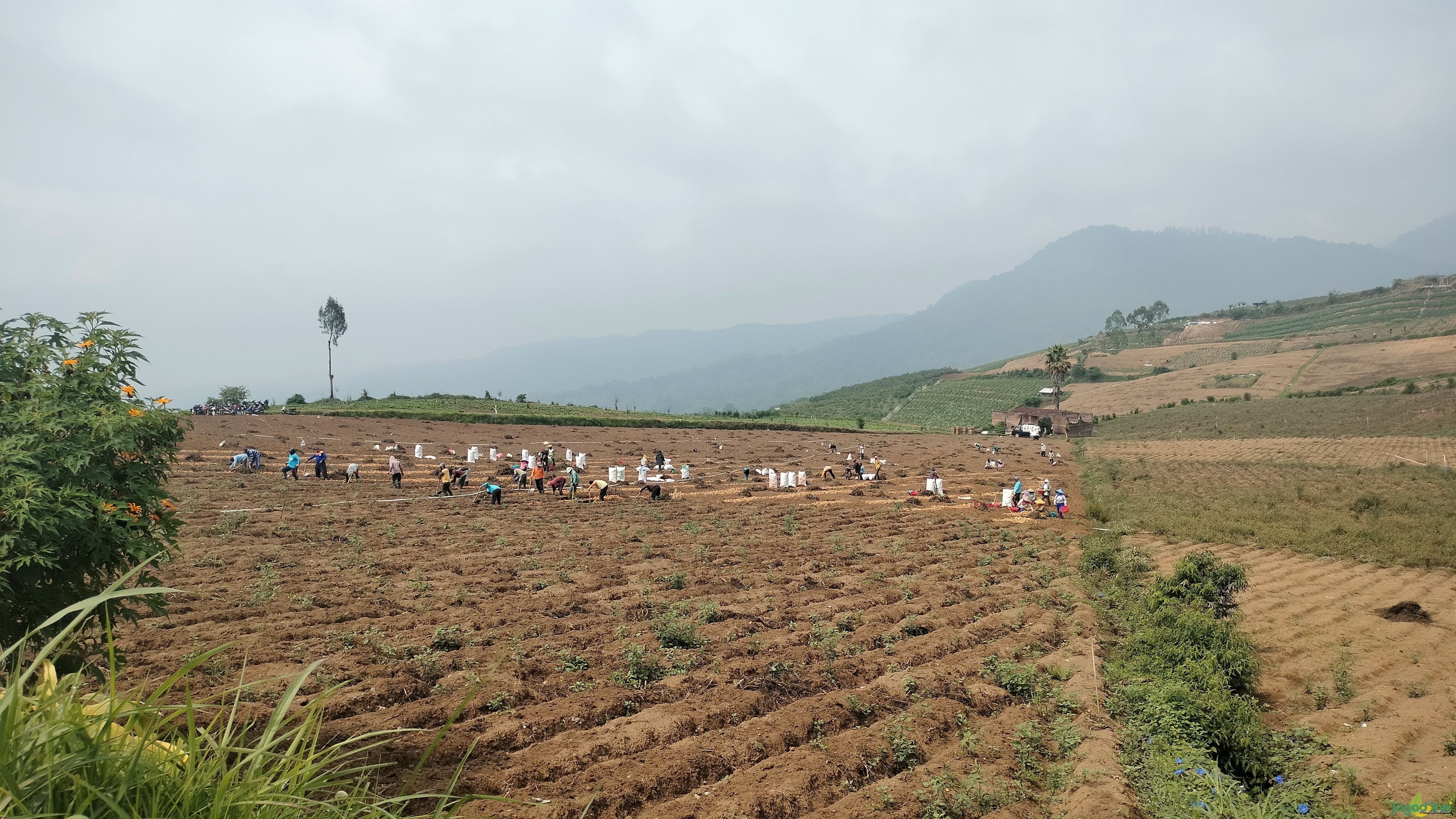 Panen Raya Kentang di kota Batu