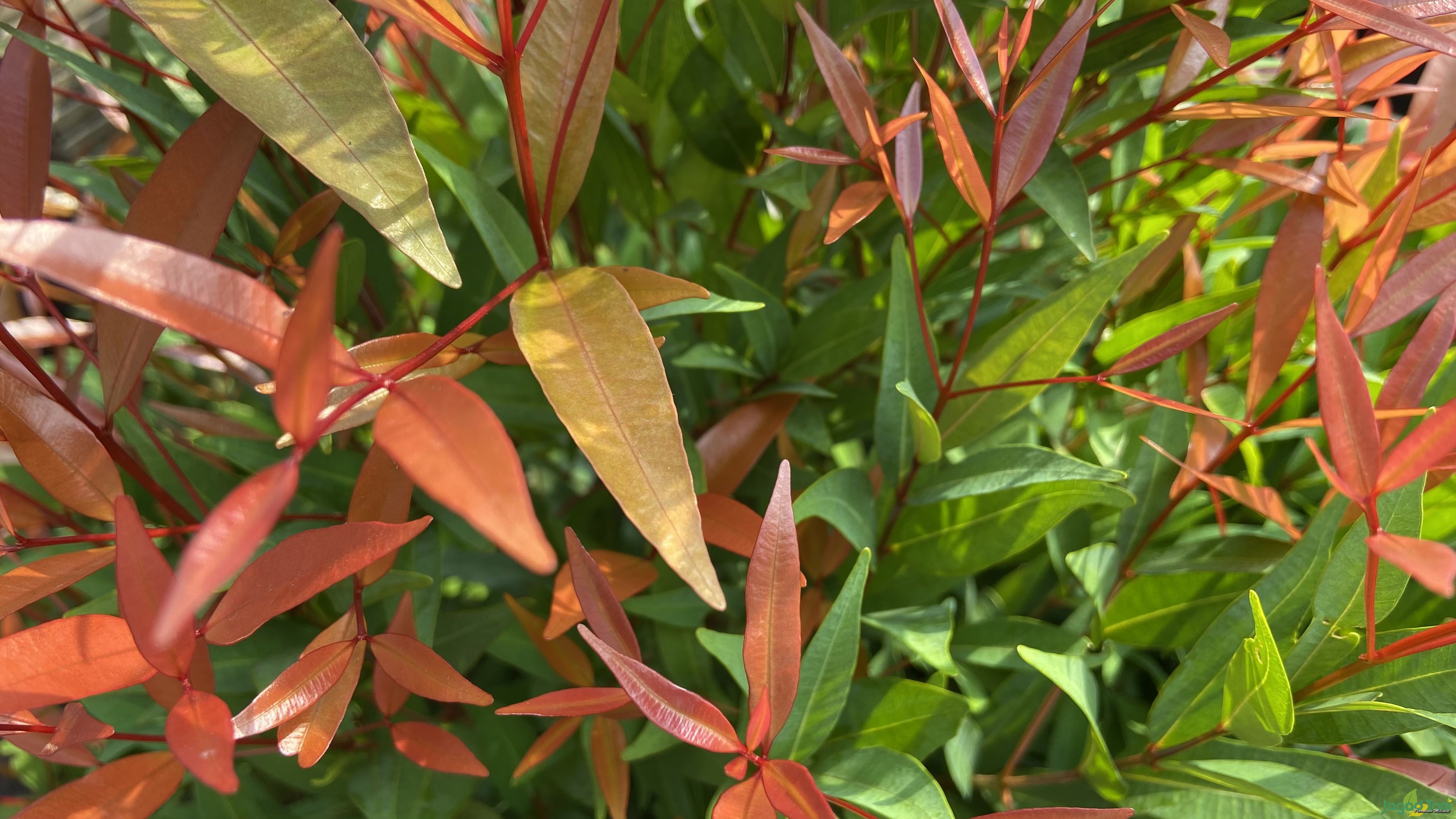 Manfaat Daun Pucuk Merah