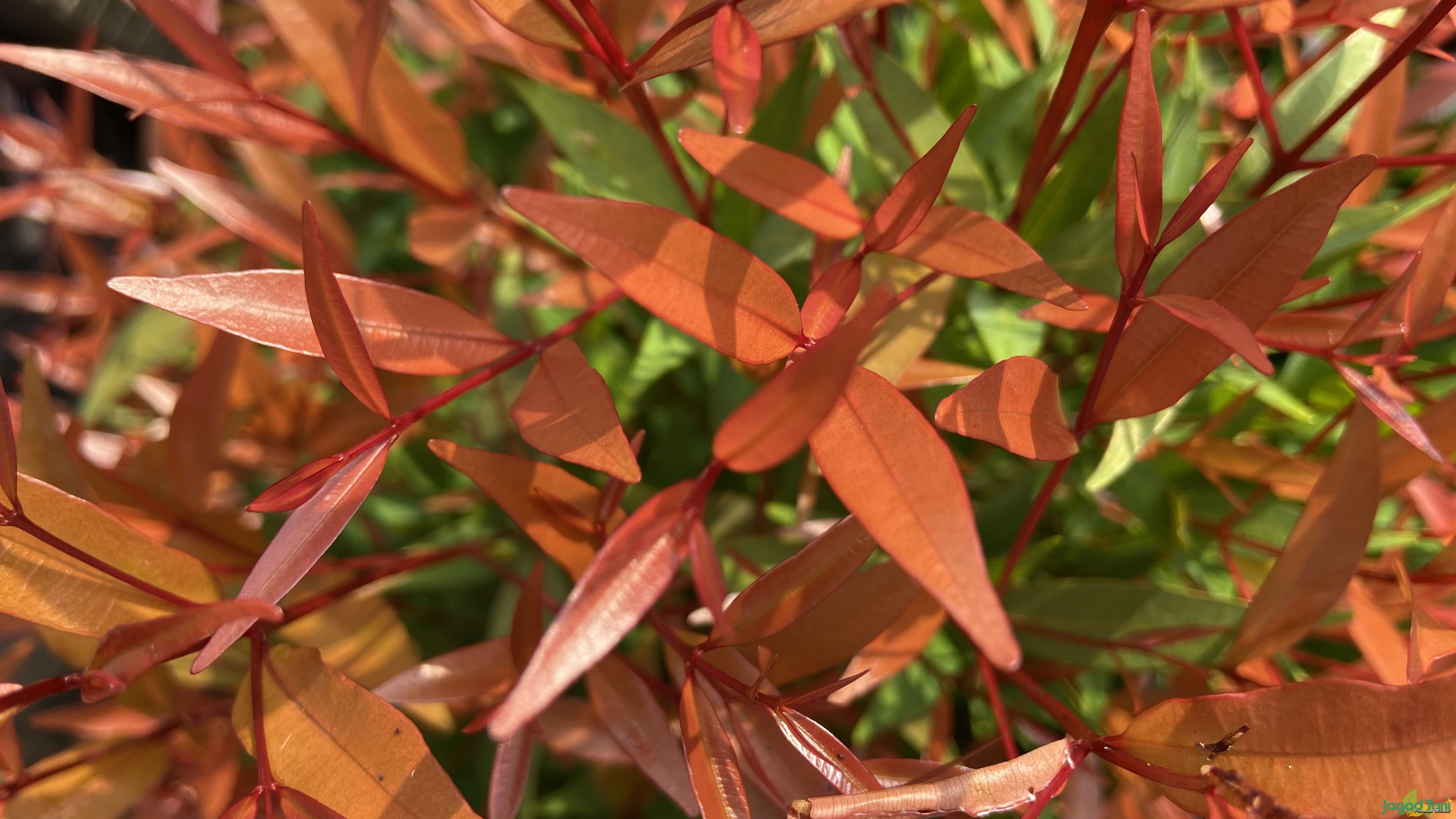 Pohon Pucuk merah 