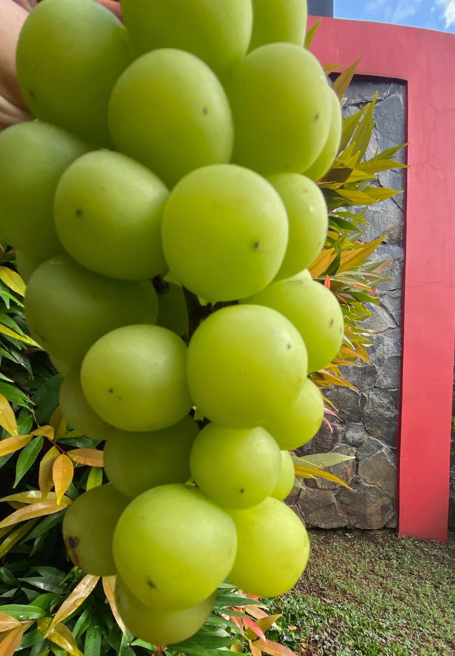 Anggur Shine Muscat 