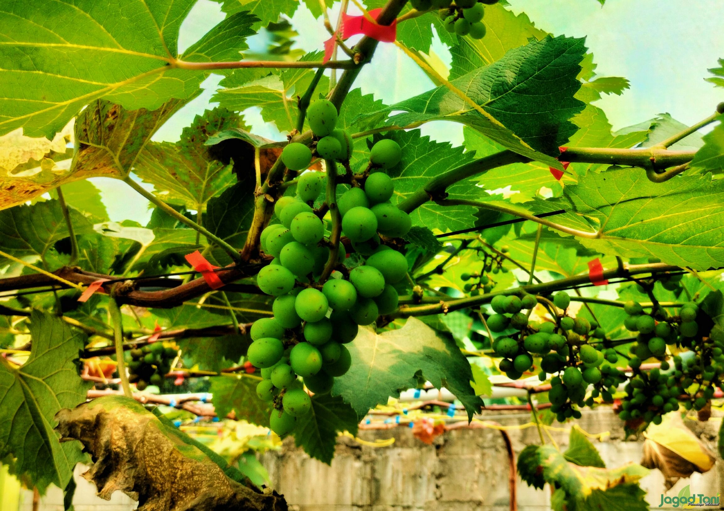 Anggur Shine Muscat 