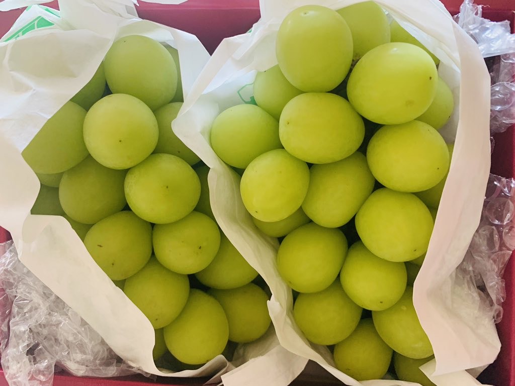 Rahasia Rasa Anggur Shine Muscat Negeri Sakura