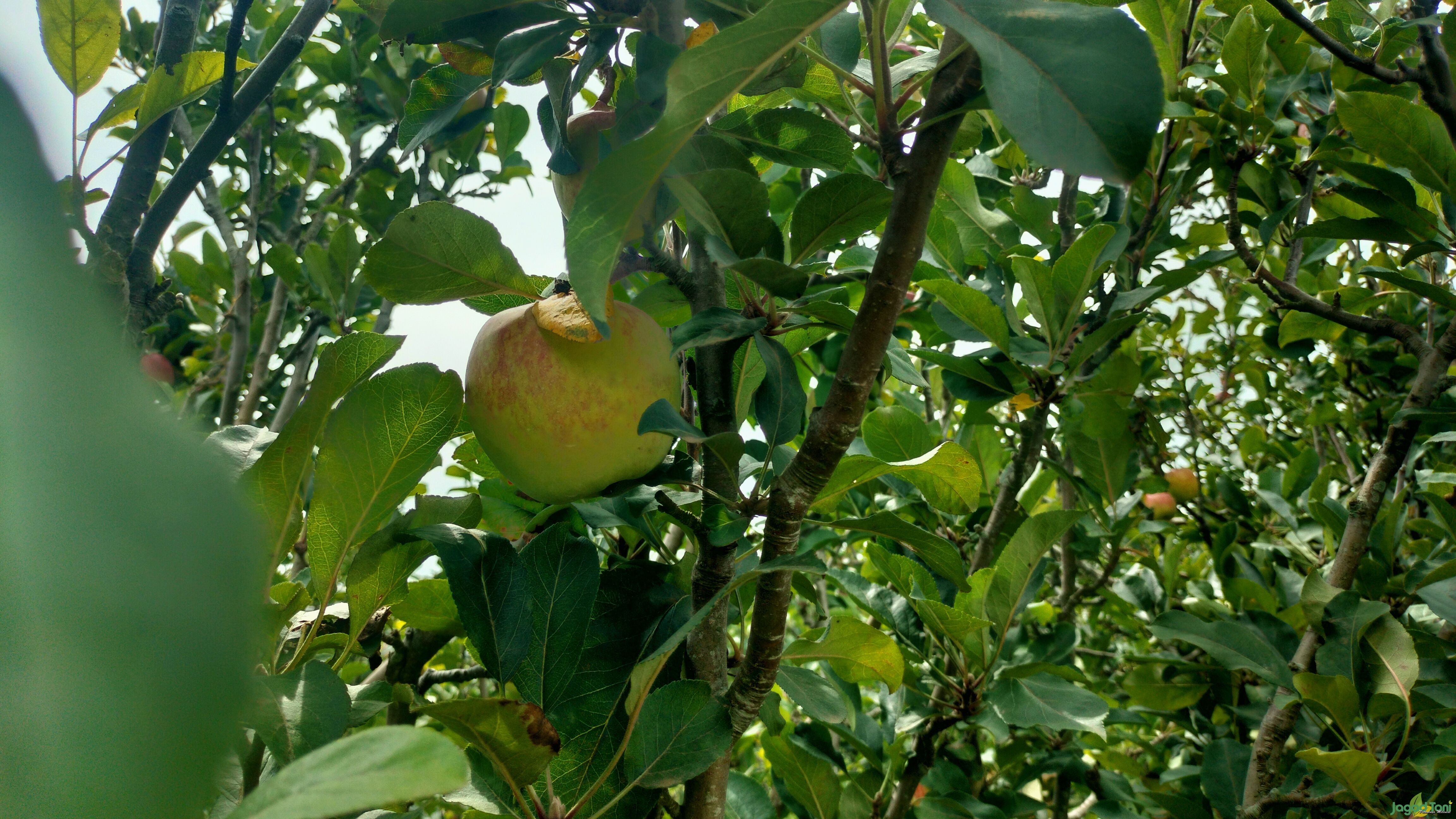 Buah Apel Malang