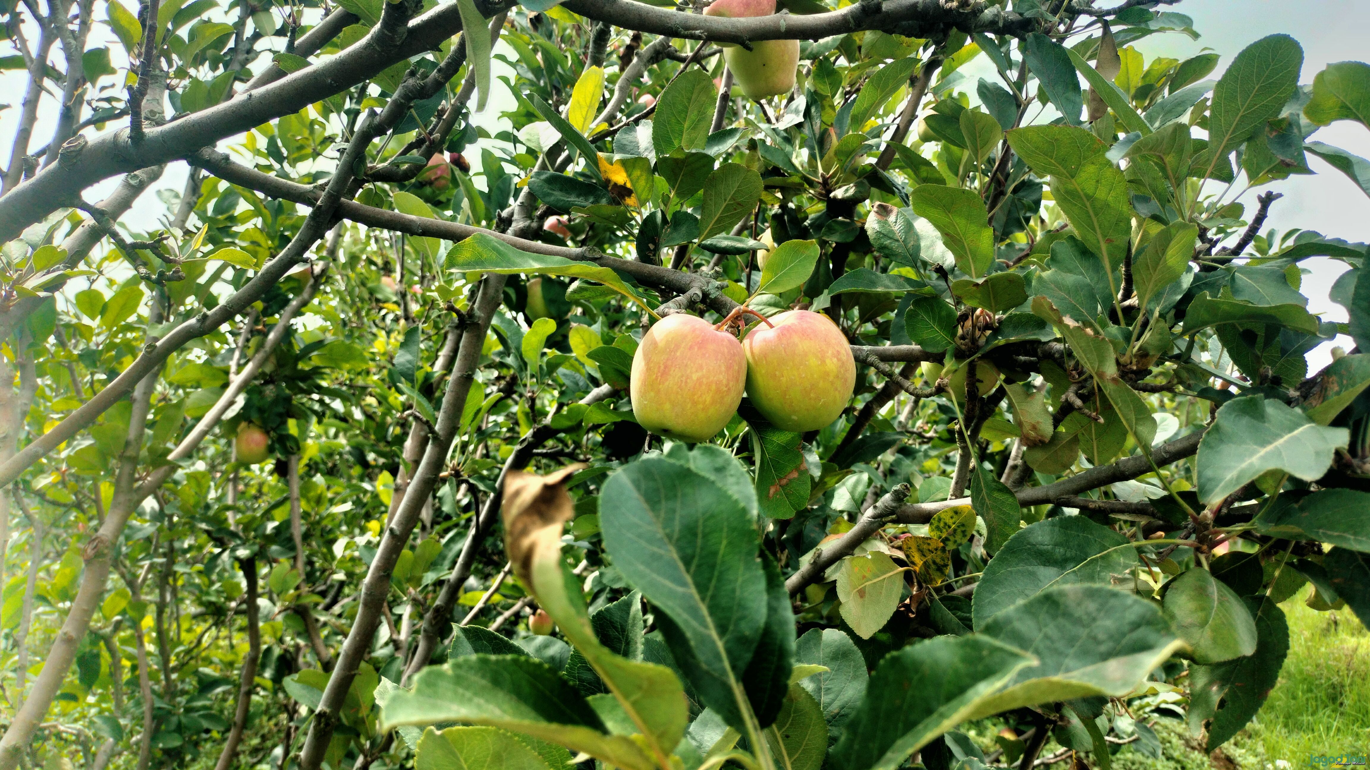 Buah Apel andalan Kota Batu 