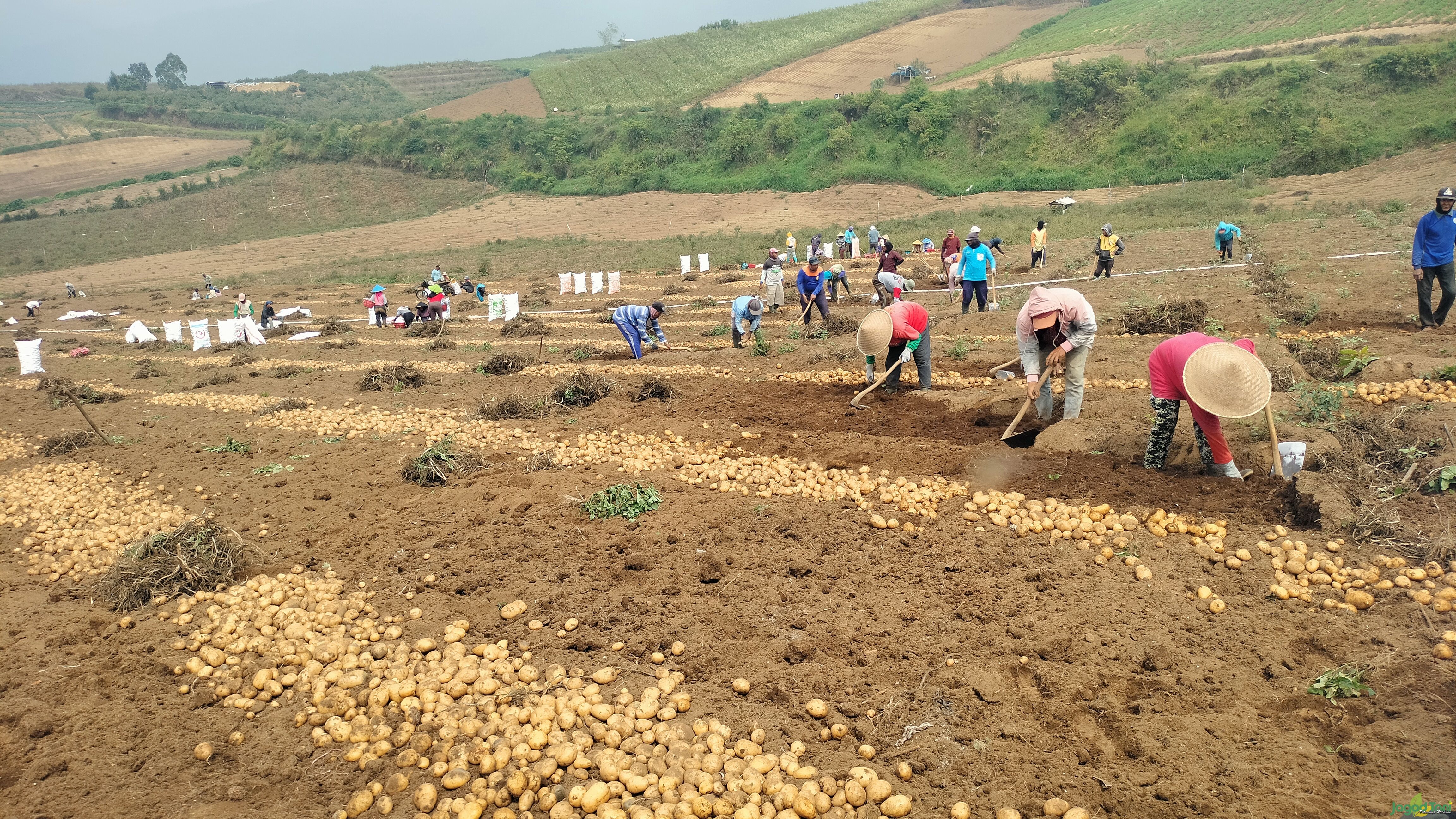 Petani memanen kentang 