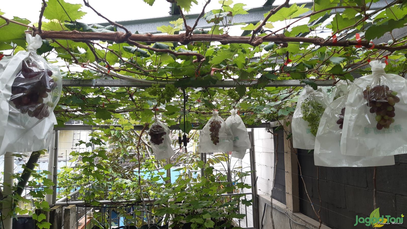 Kebun Taman Langit Grape Bekasi 