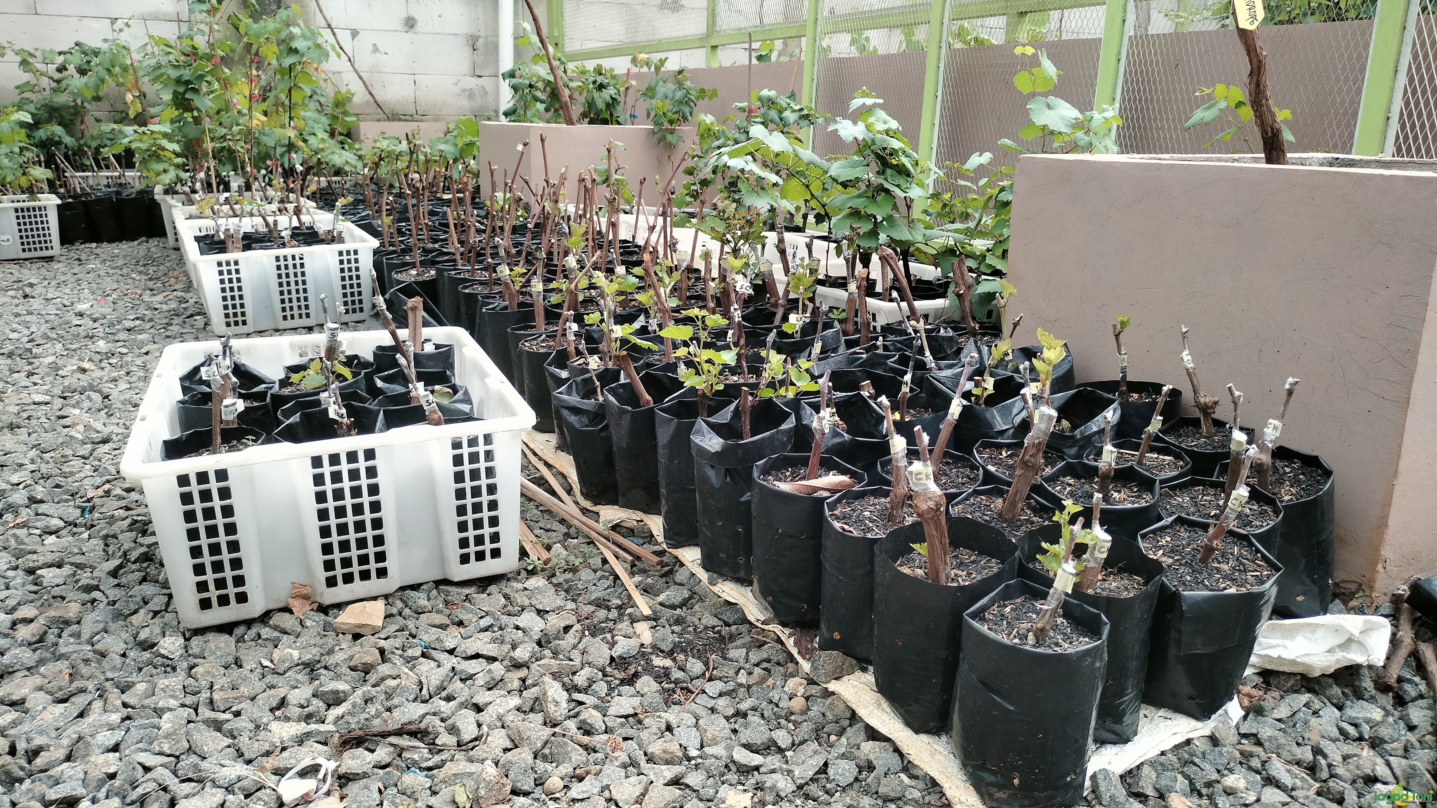 Bibit anggur dari Kebun Taman Langit Grape 