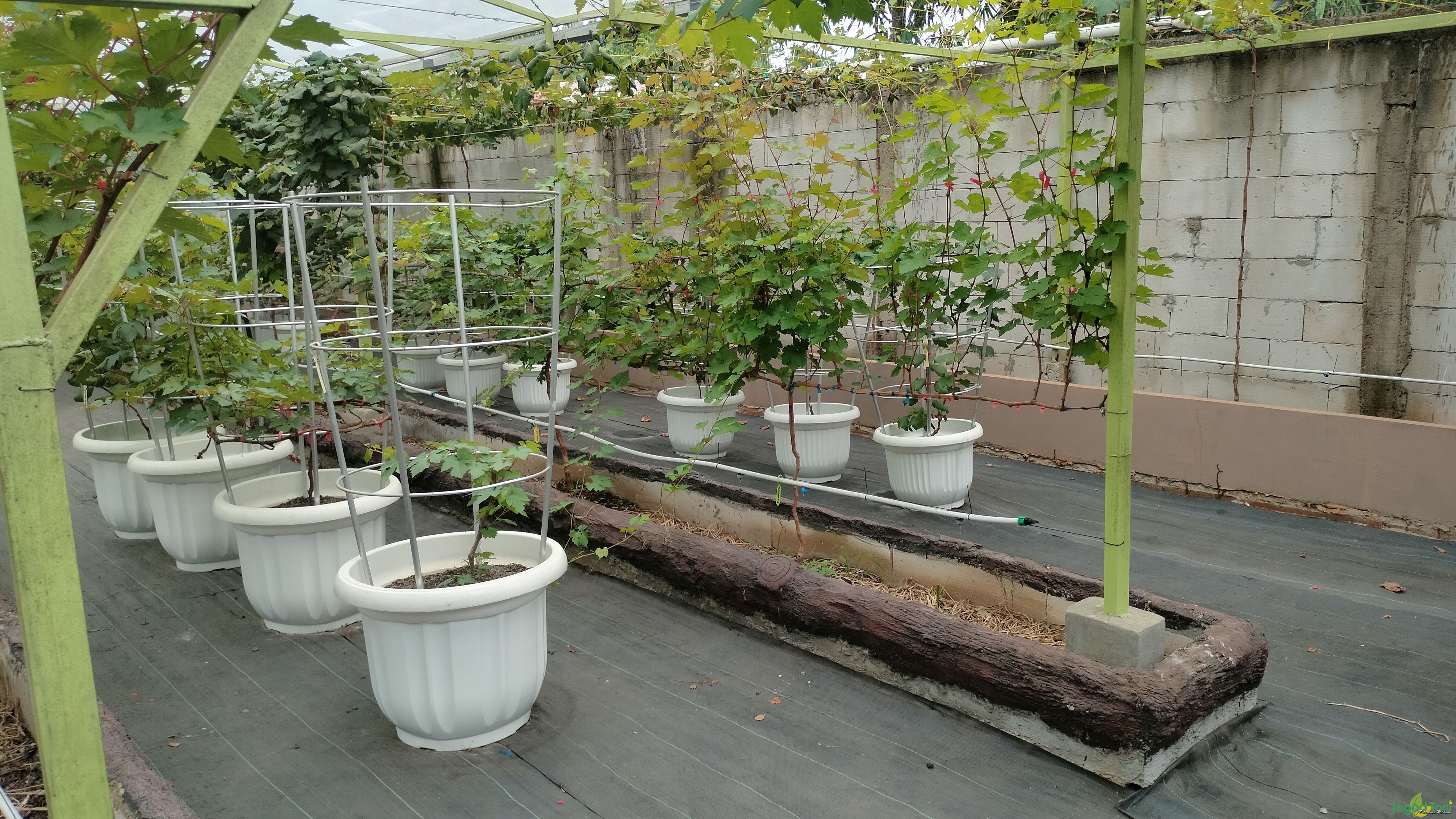 Taman Langit Grape 