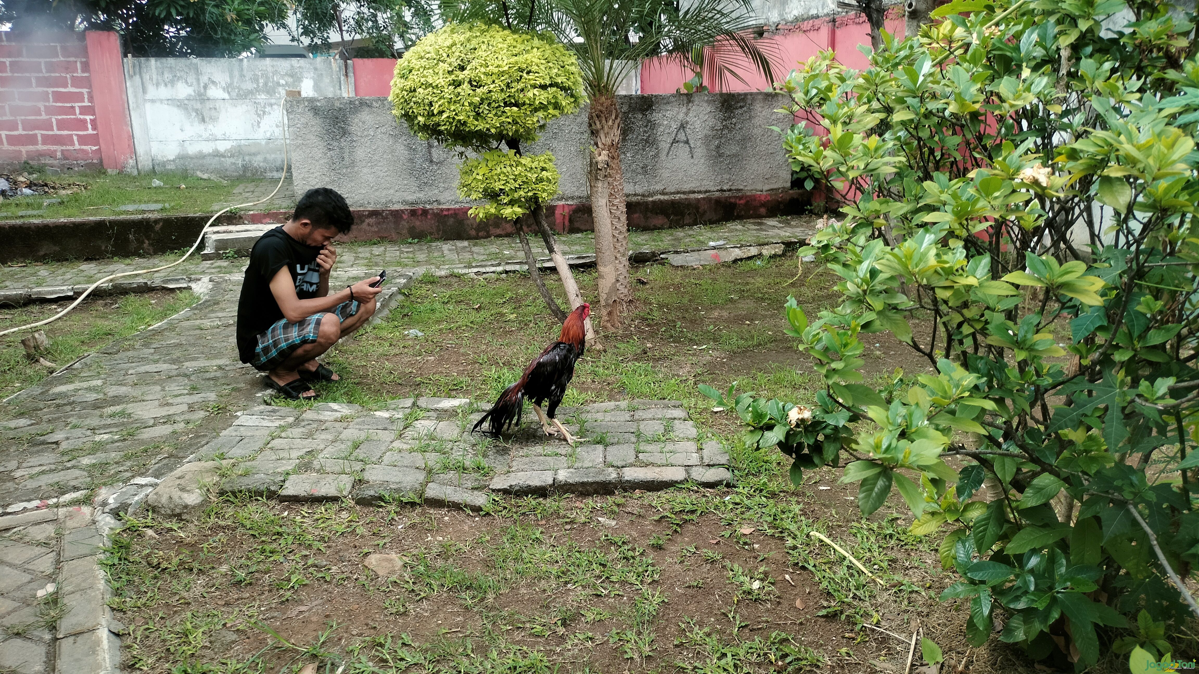 Ayam bangkok kontes
