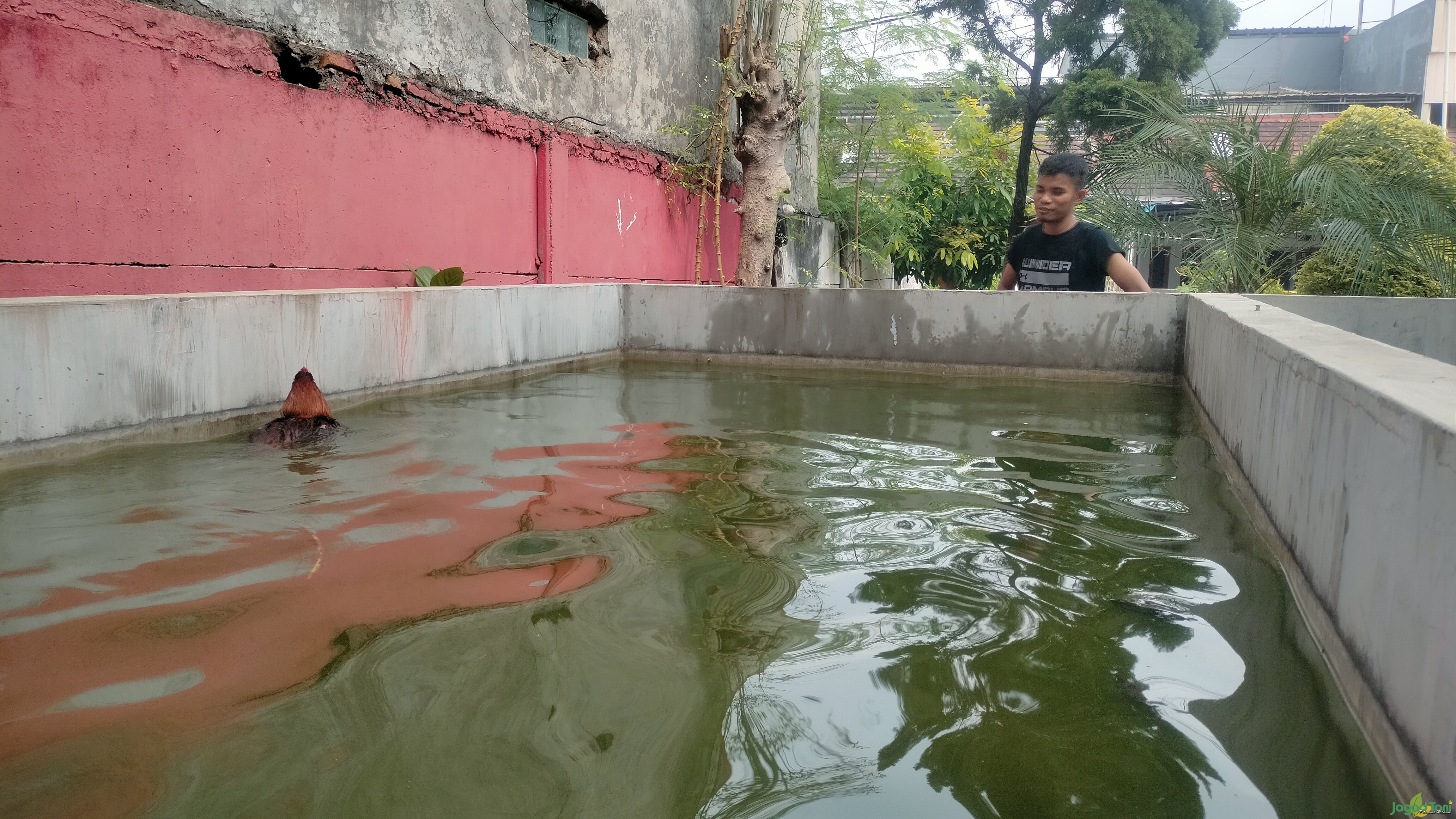Perawatan ayam bangkok