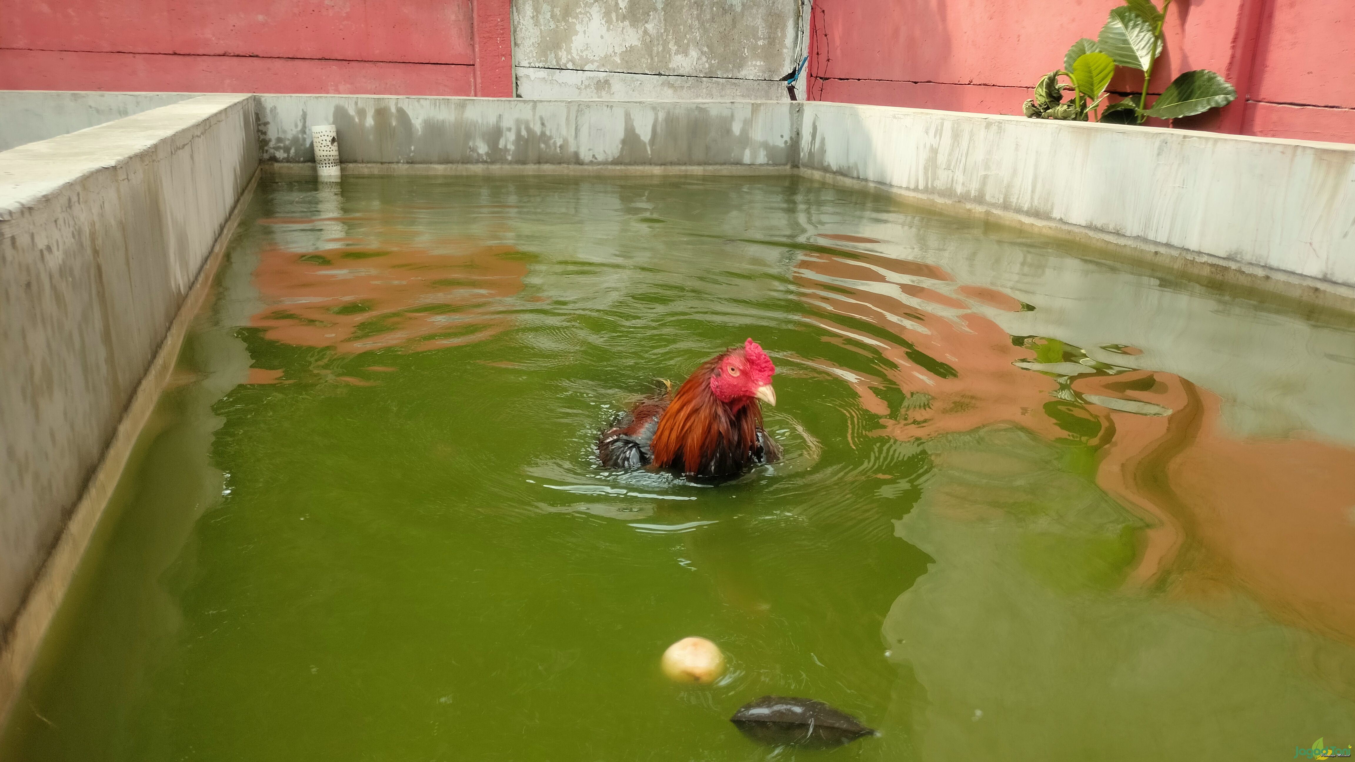 Tujuan ayam bangkok berenang