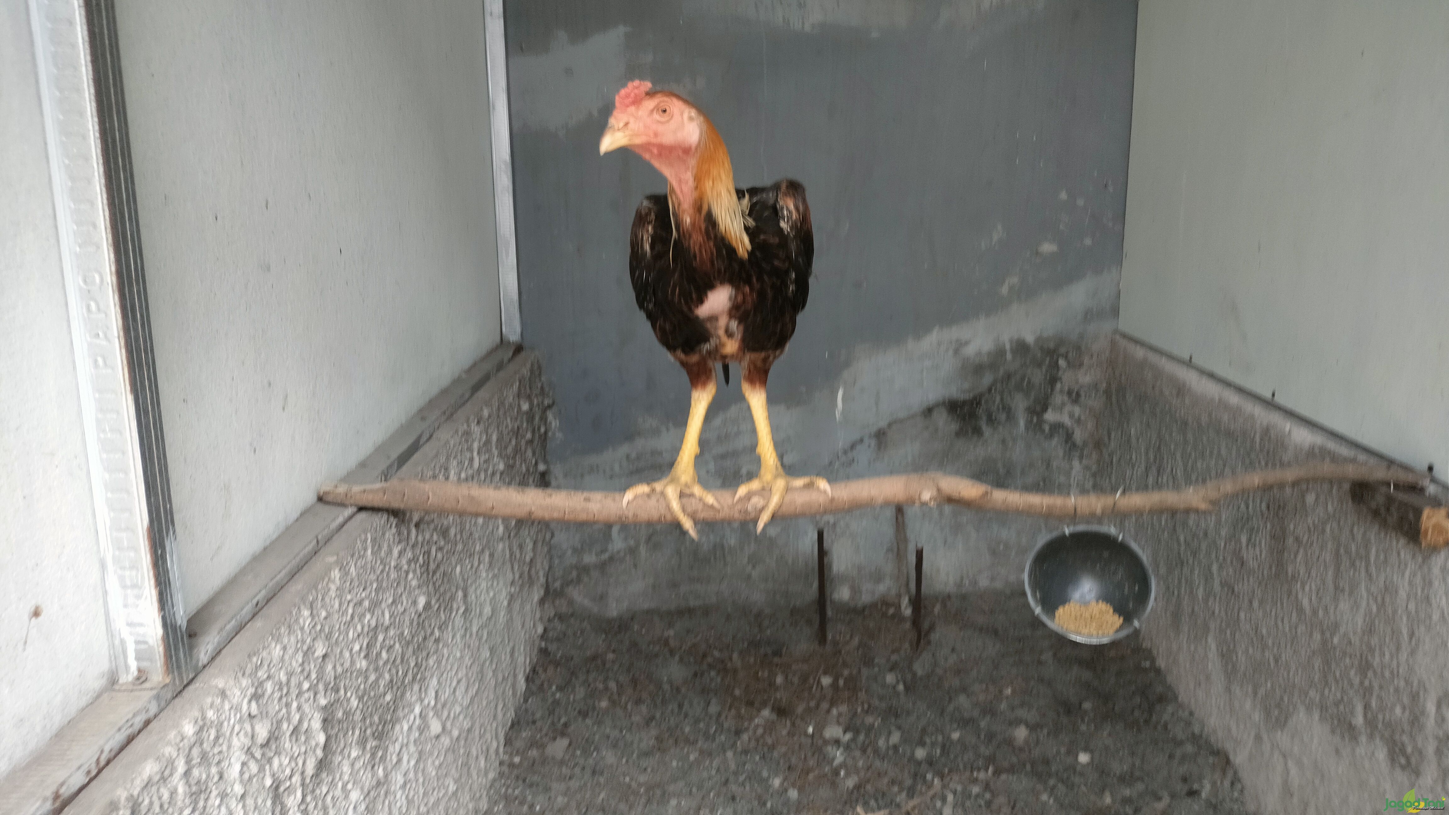 Tangkringan ayam untuk memperkuat otot