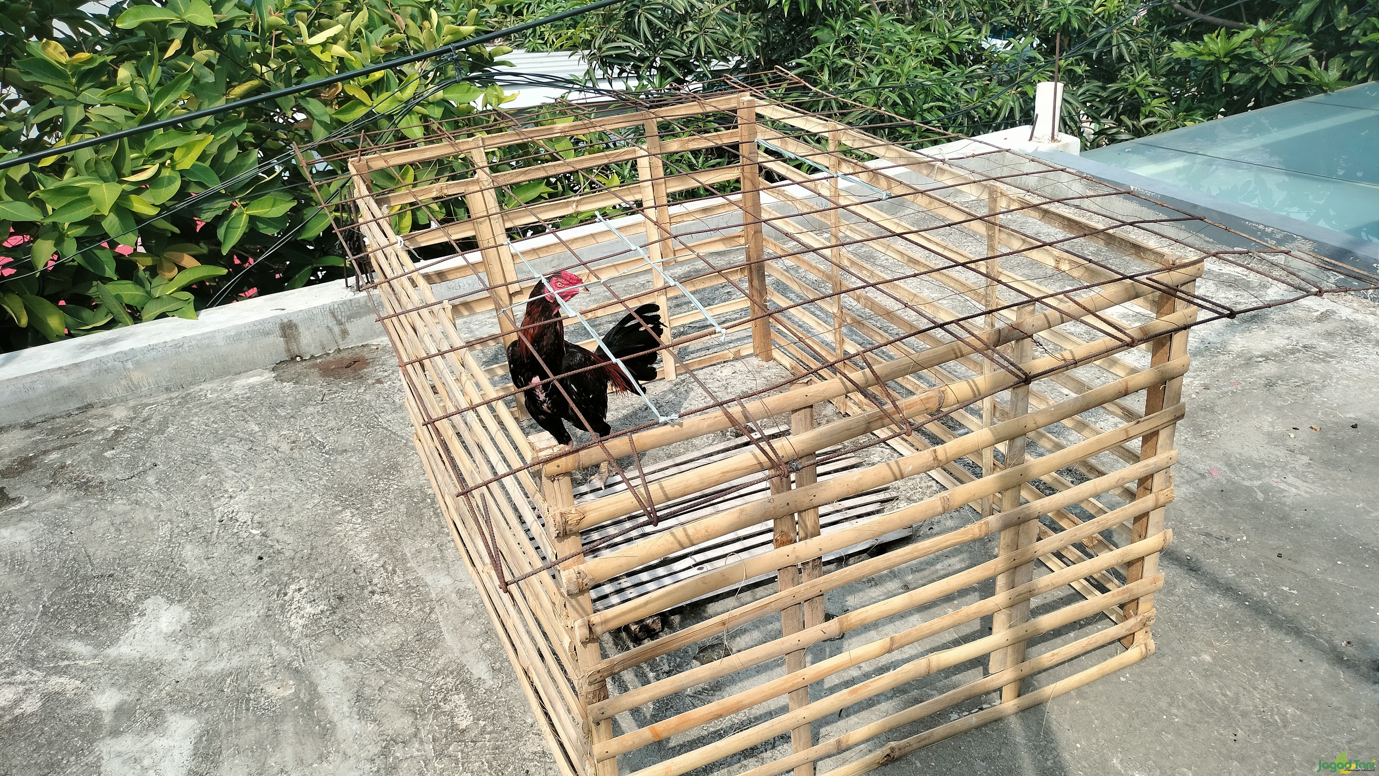 Ayam bangkok aduan