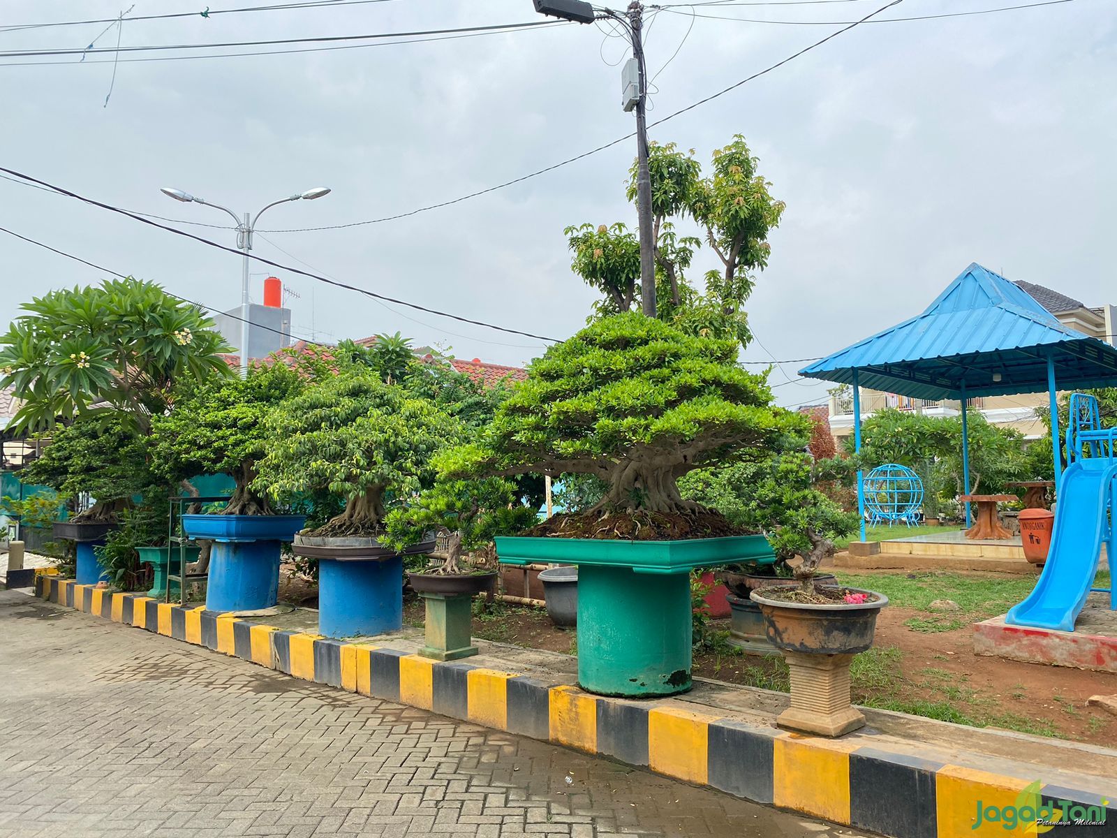 Pohon bonsai di Klinik Bonsai 