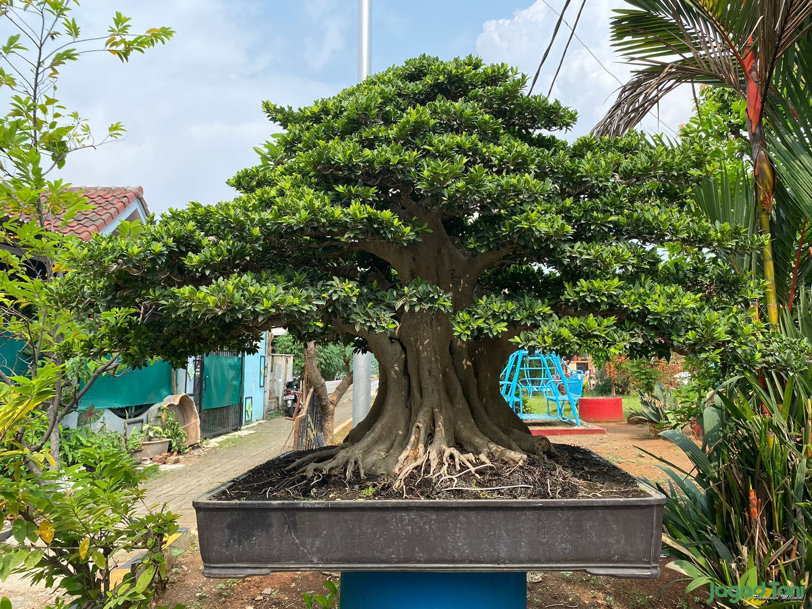 Daya tarik bonsai beringin
