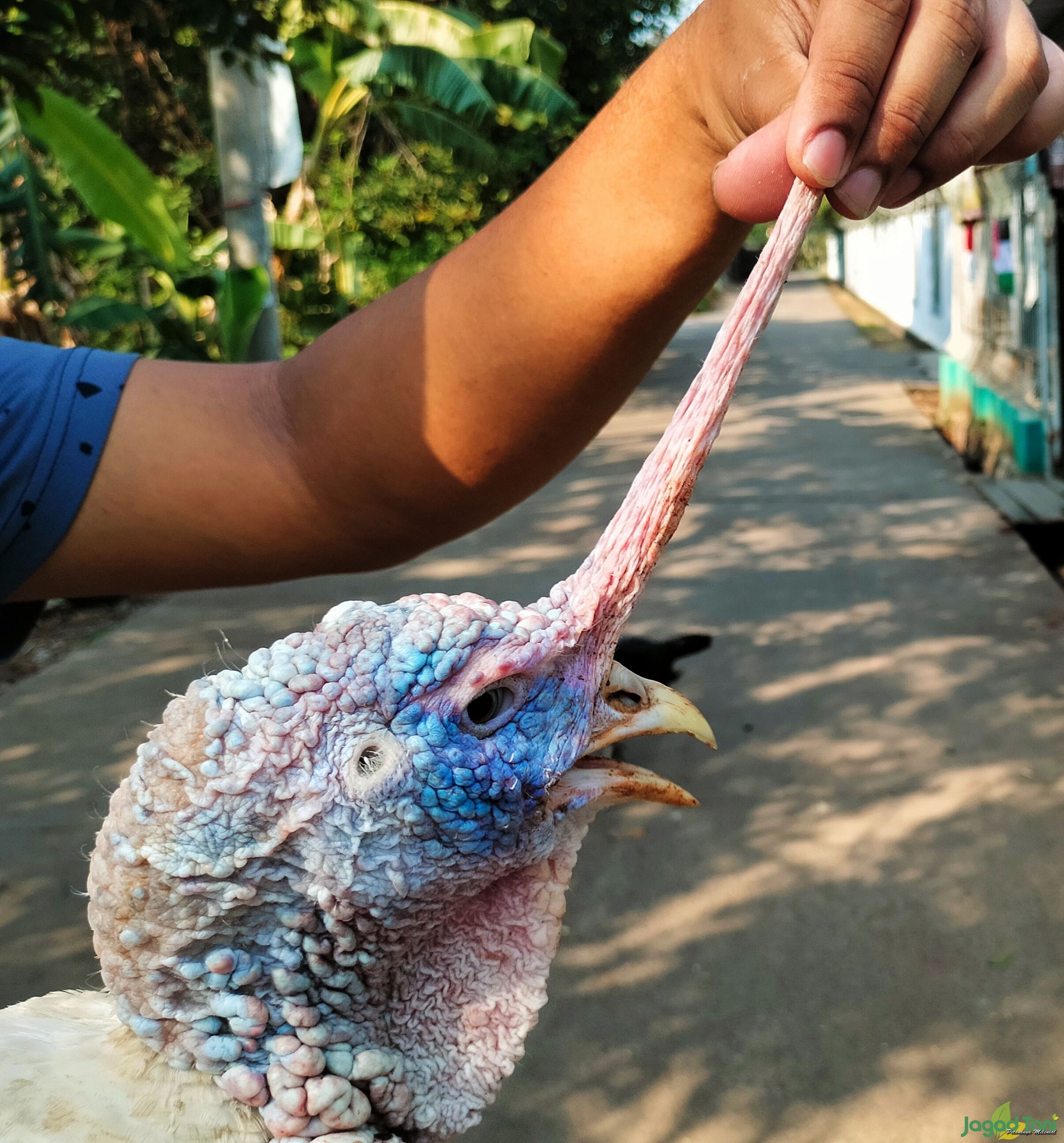 Pial pada kalkun jantan