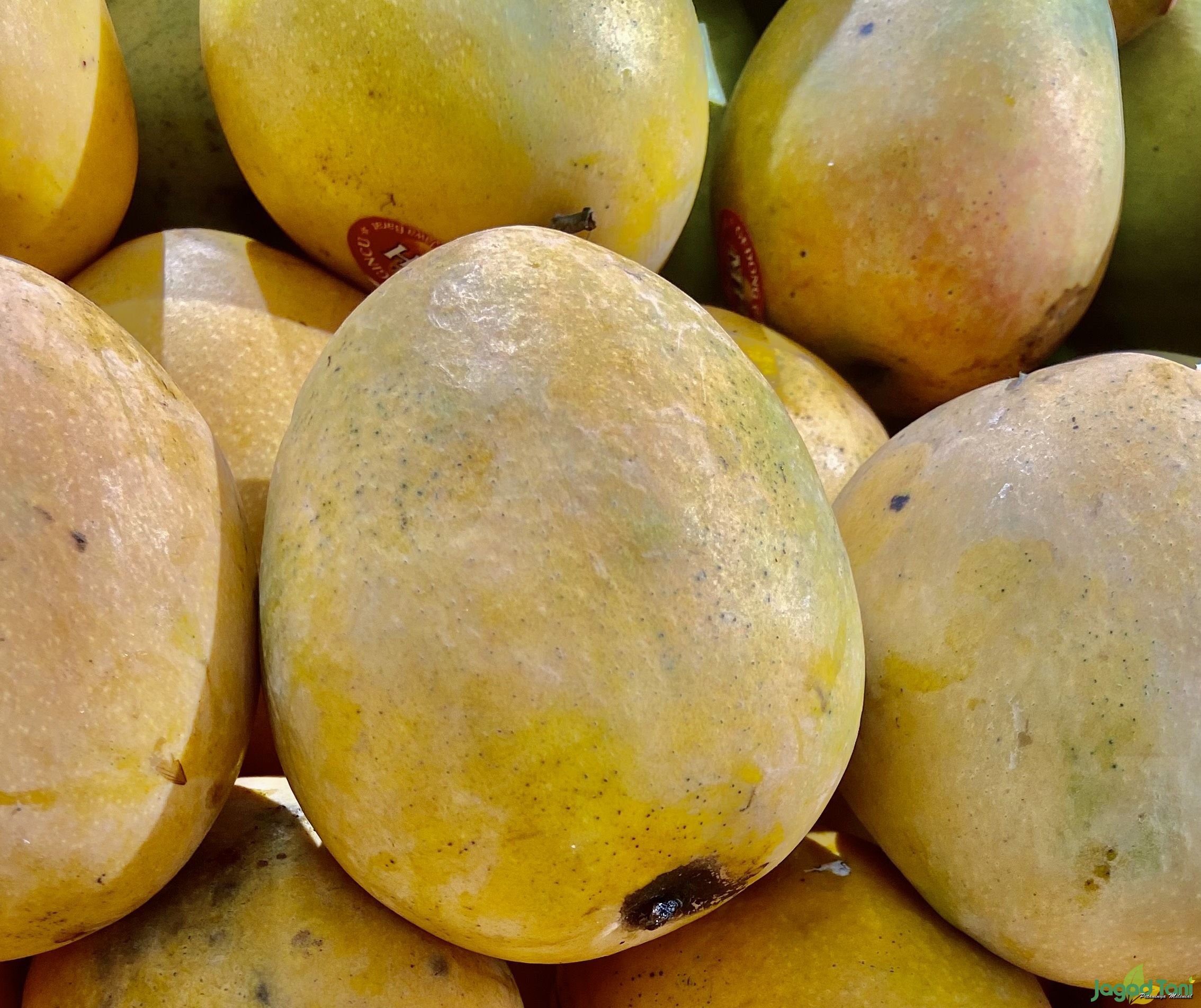 Buah mangga gincu