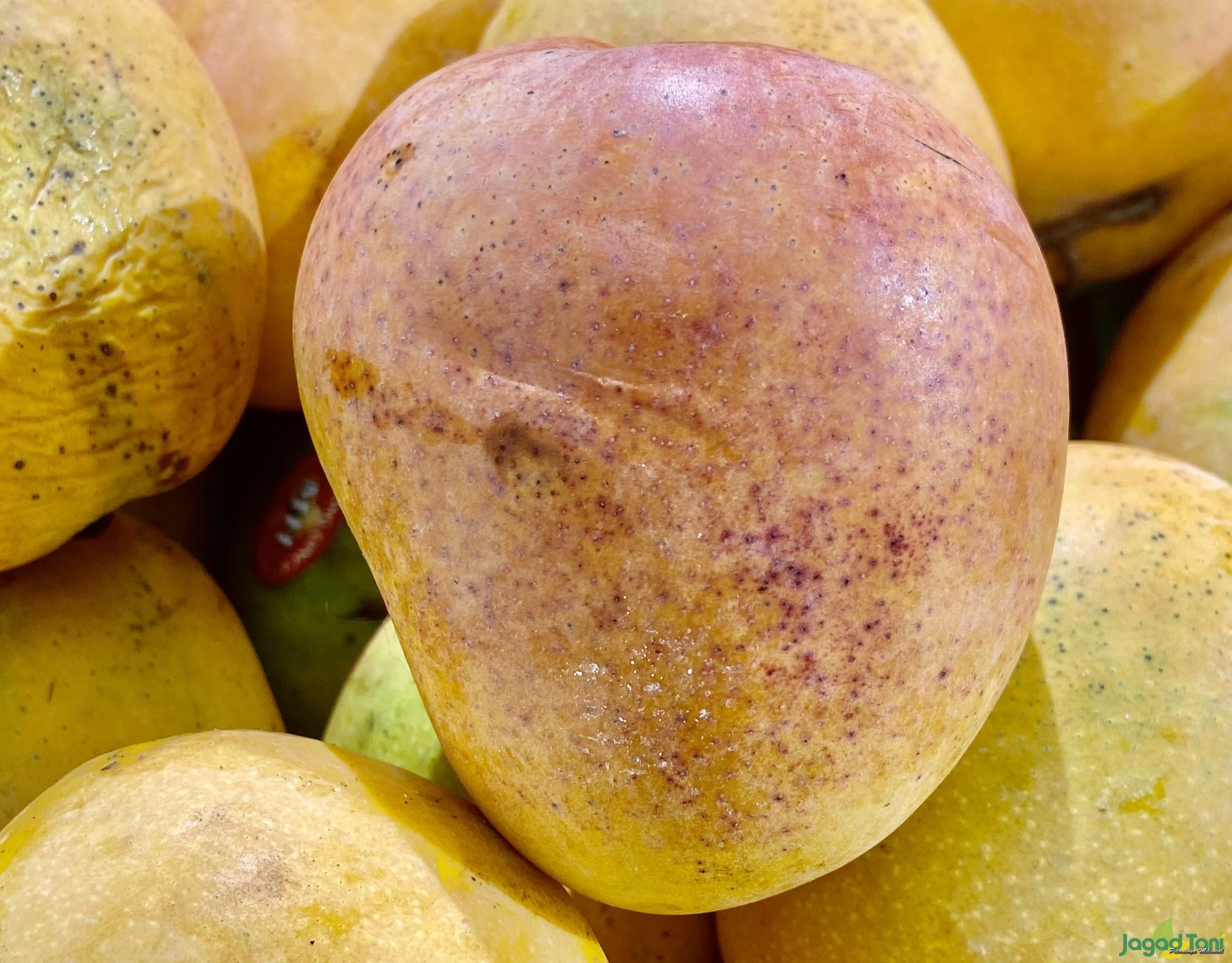 Mangga asli Indonesia 