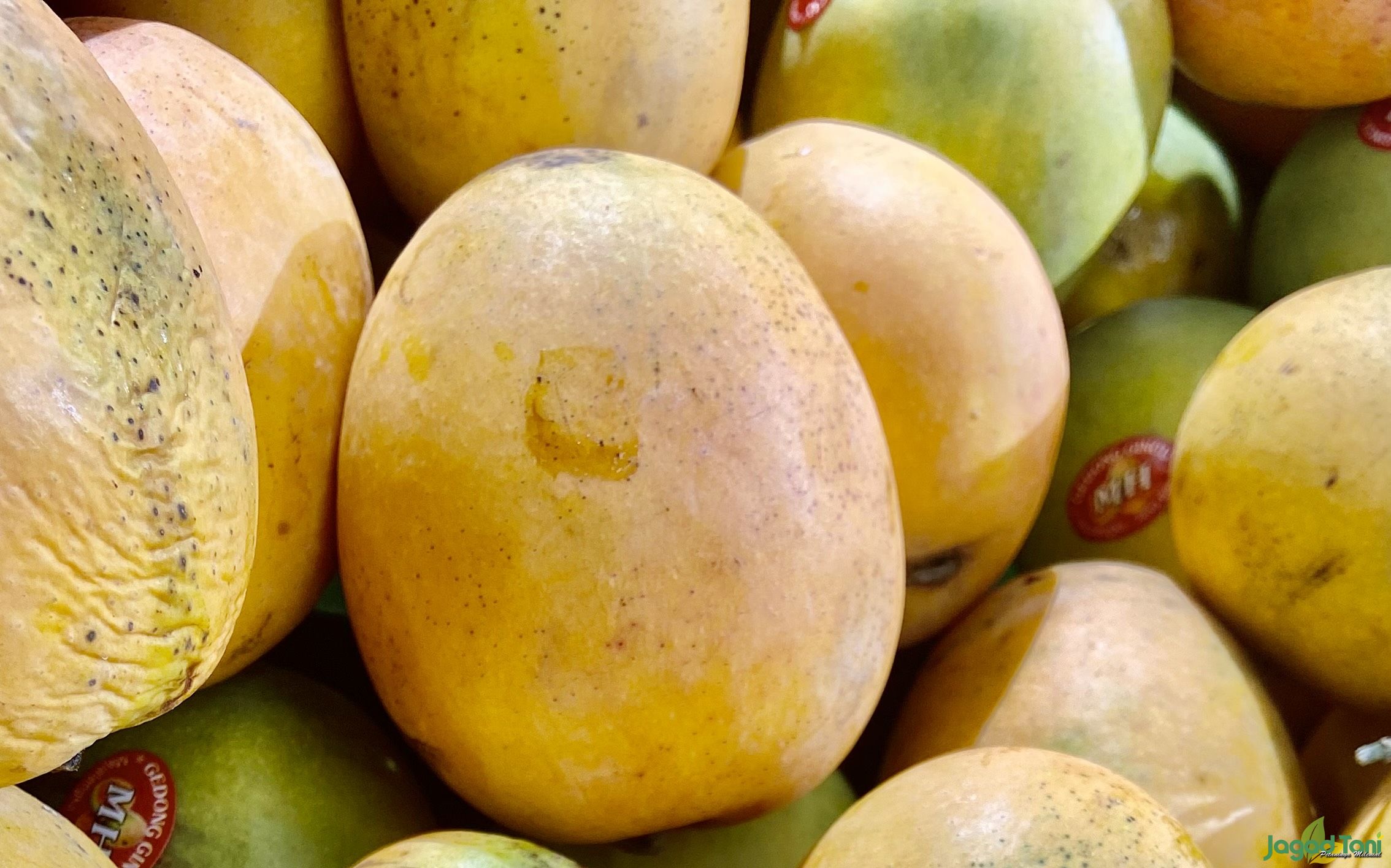 Mangga Para Raja Raja 
