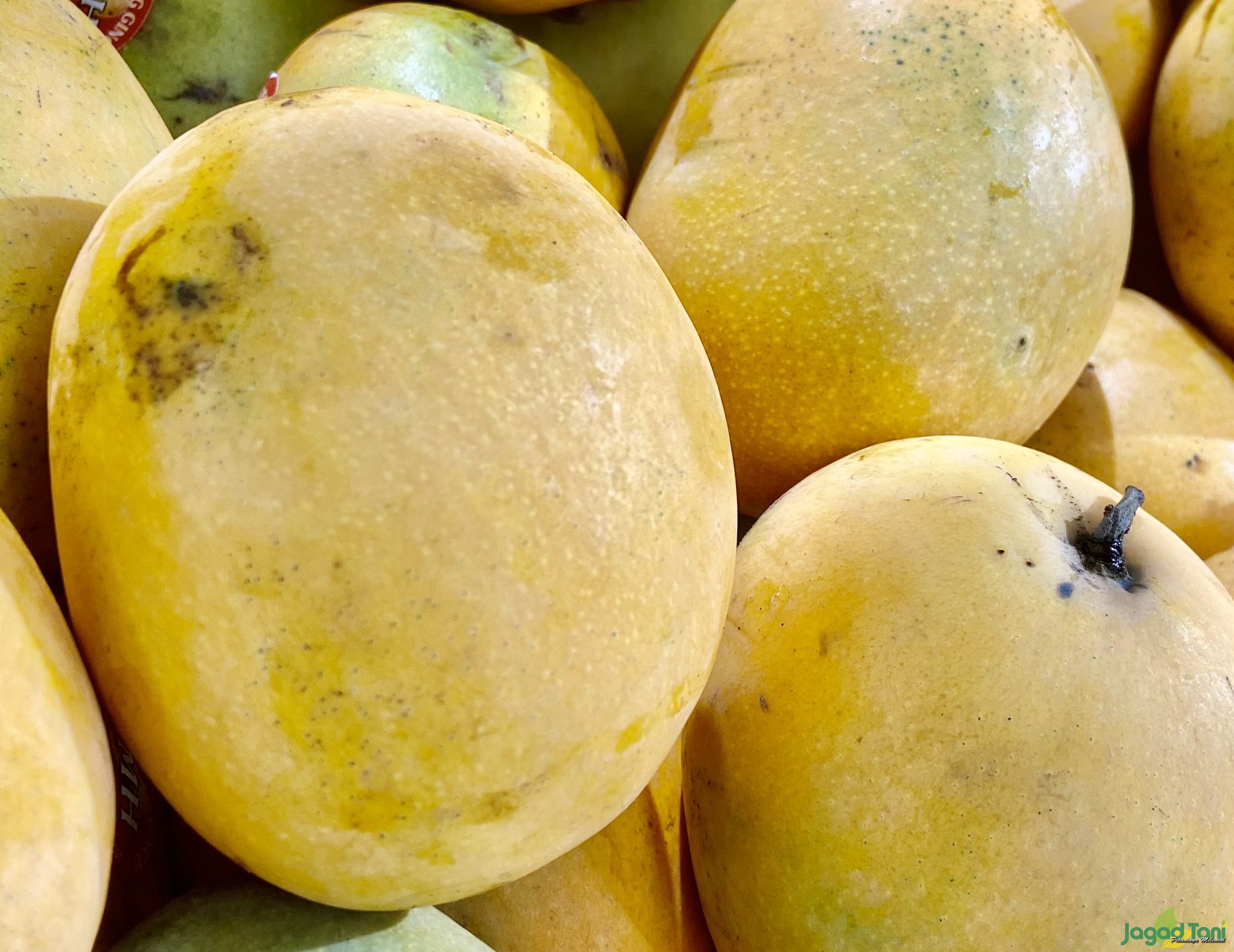 Mangga Gedong Gincu 