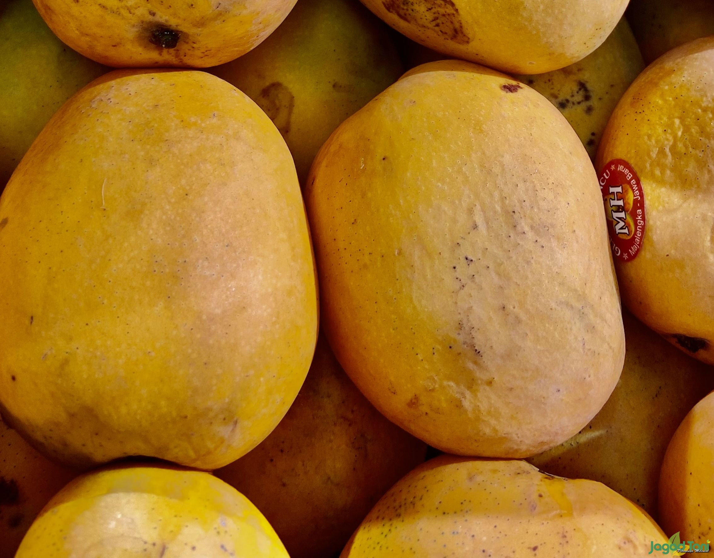 Mangga pilihan para raja