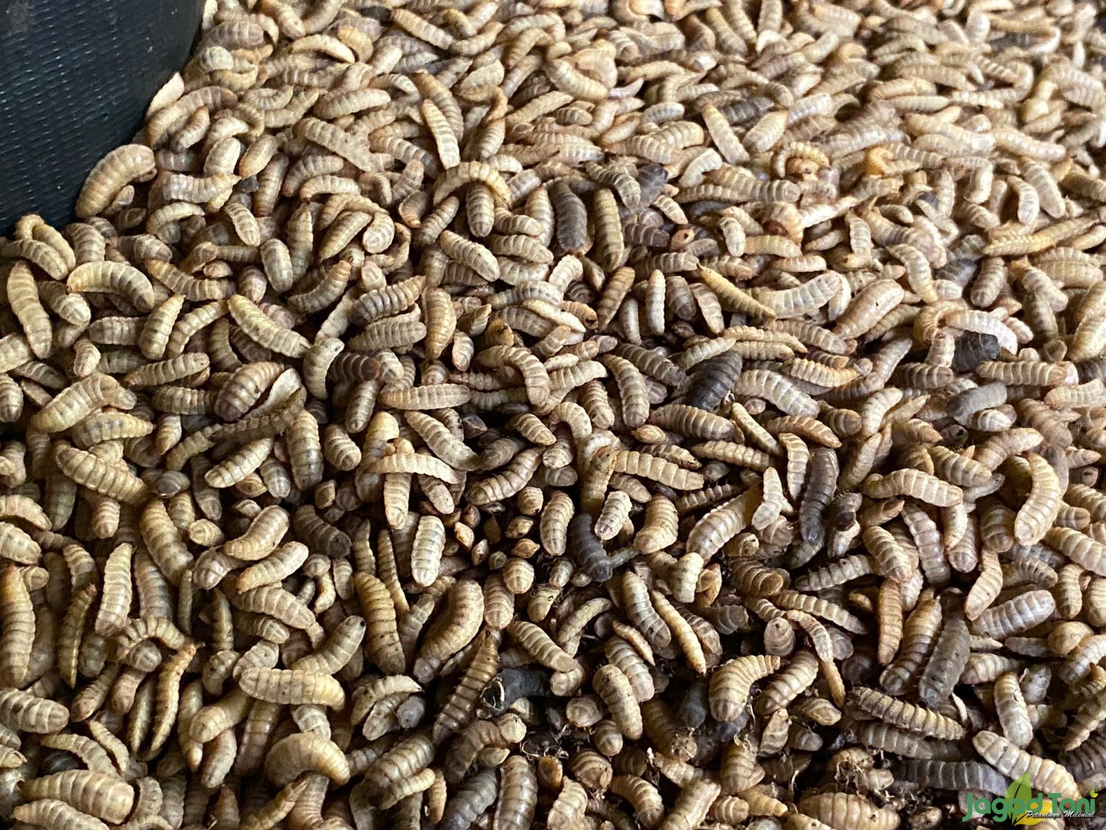 Maggot di 5 Eyes Farm 