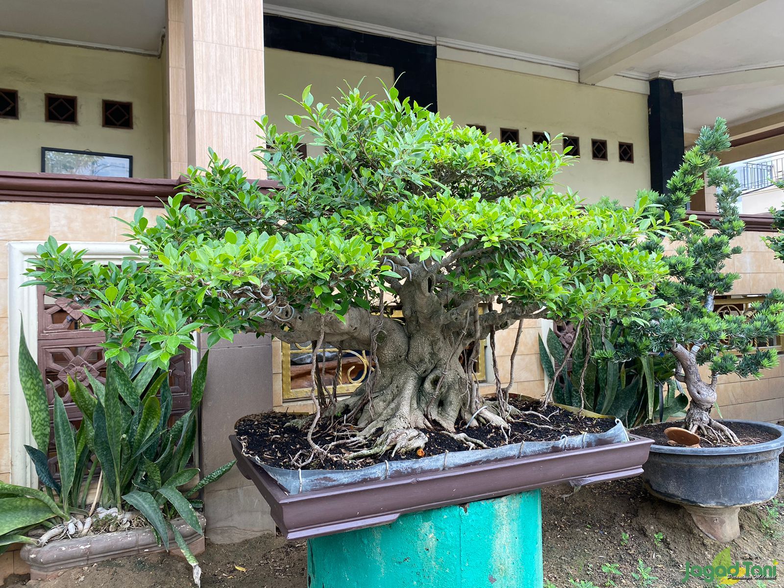 Klinik Bonsai One Stop Bonsai Solution