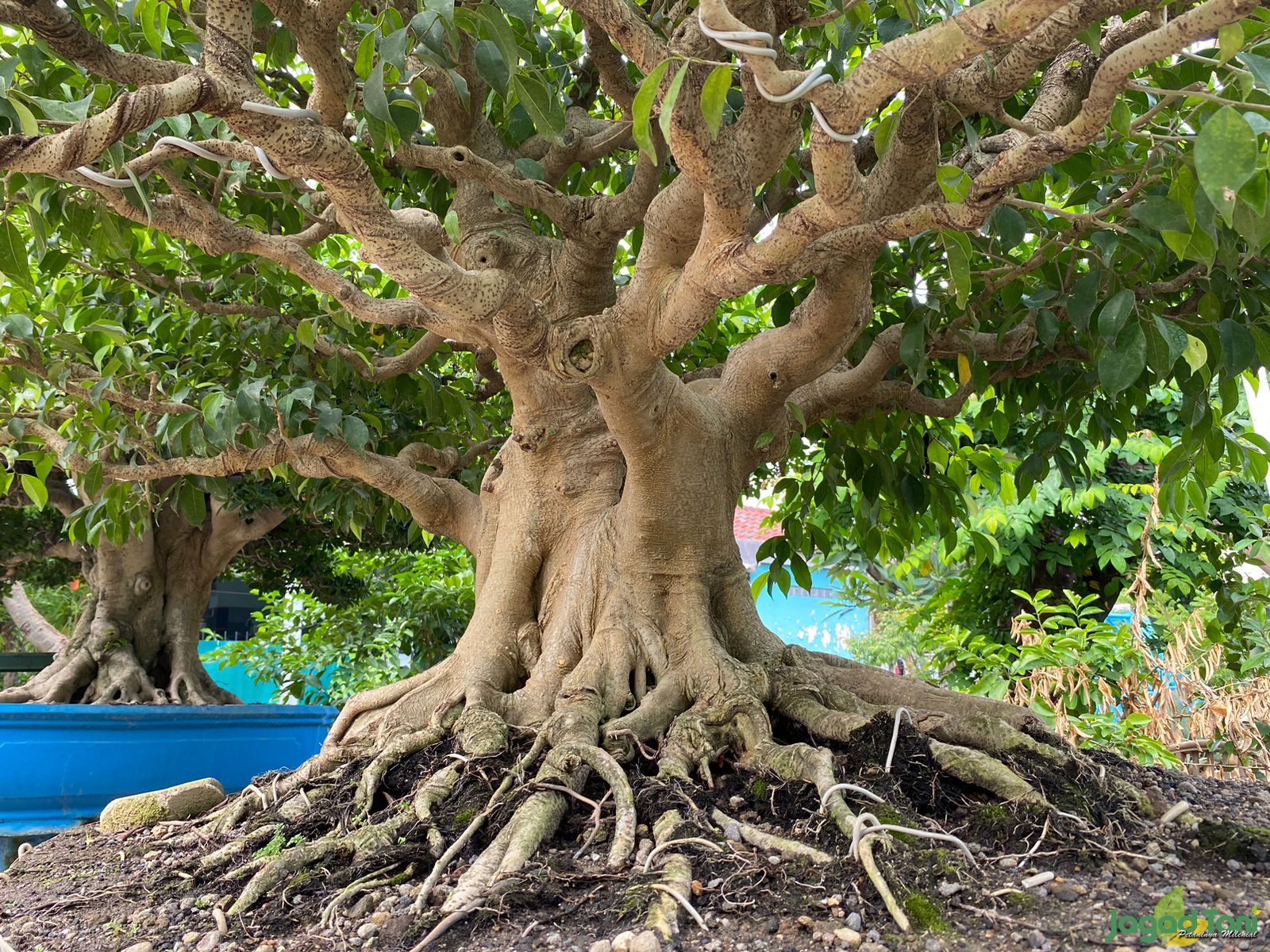 Bonsai di Klinik Bonsai - Bekasi 