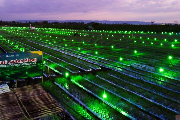 Light trap usir hama musuh petani - Antara Jatim 