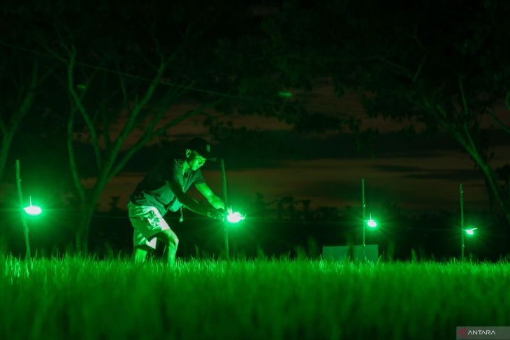 Penggunaan light trap Tingkatkan Produksi bawang merah - Antara Jatim 
