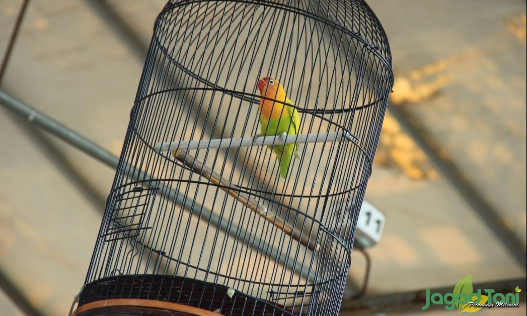 Burung love Bird
