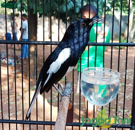 Burung Kacer 