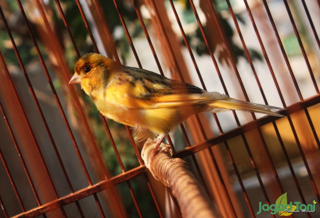 Burung Kenari 