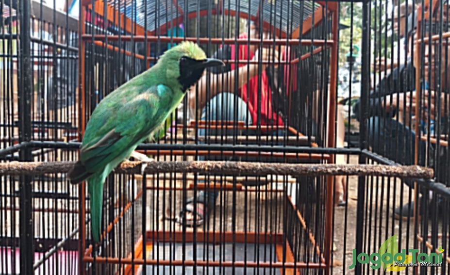 Burung cucak ijo