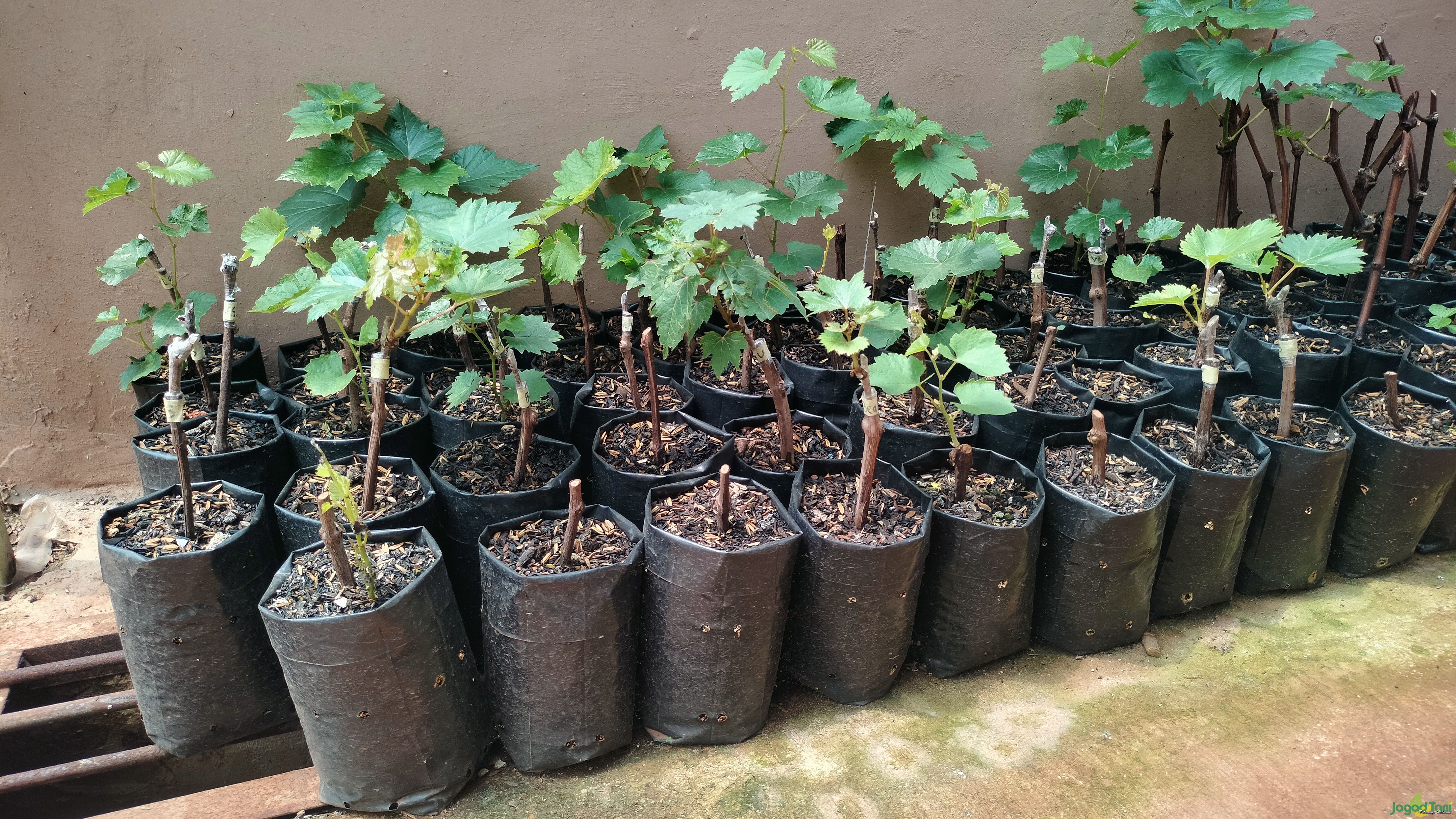 Bibit anggur di Kebun Taman Langit Grape Bekasi 