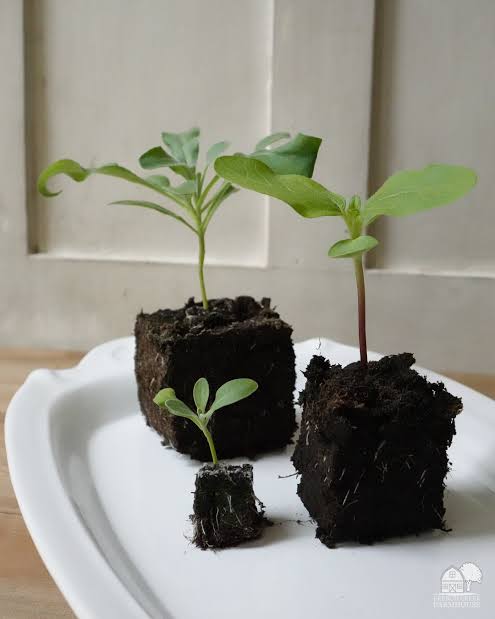 Soil Block dalam pertanian 