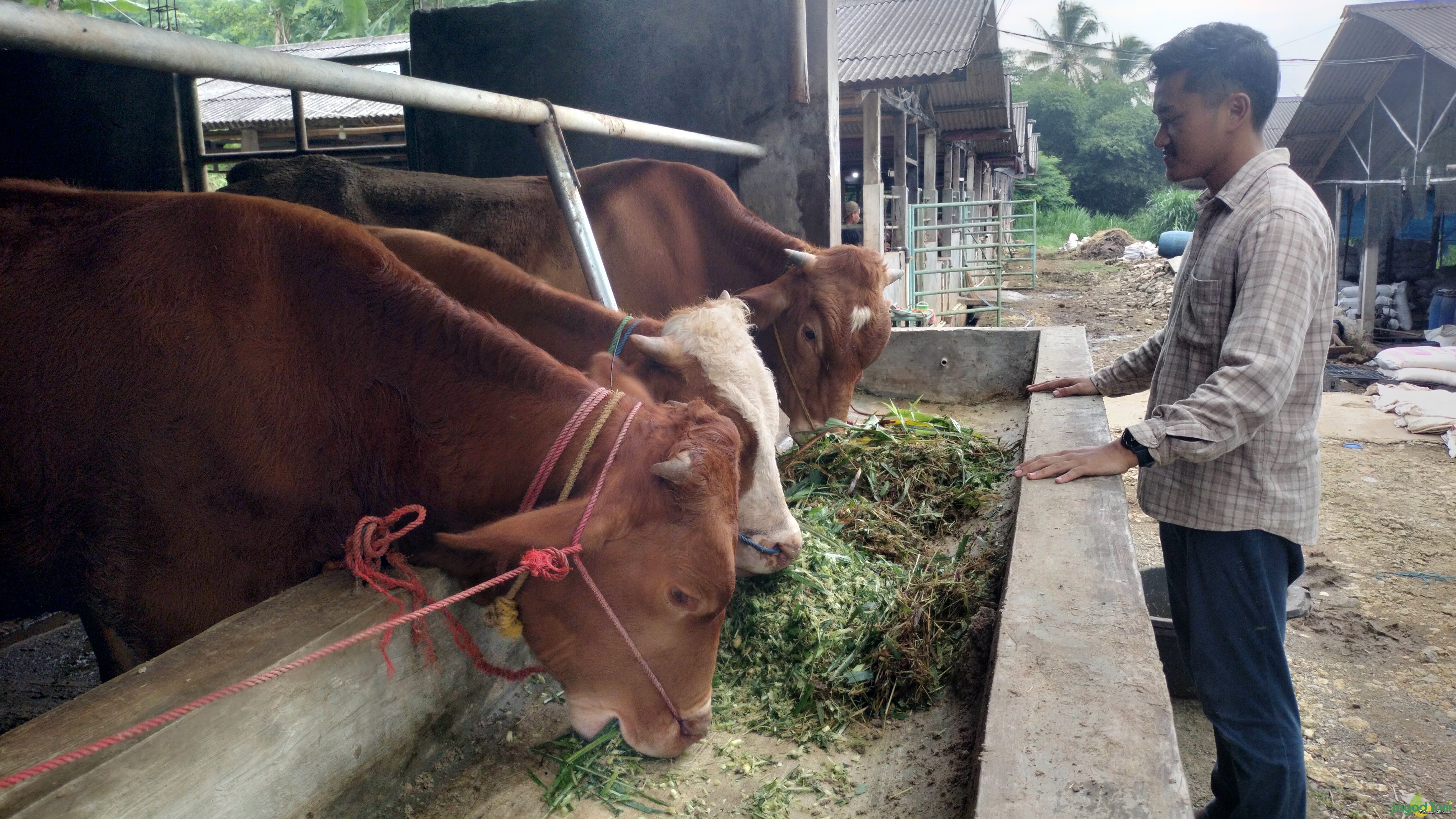 Farly Ramadhan sedang memberikan pakan sapi di Kandang Juragan 
