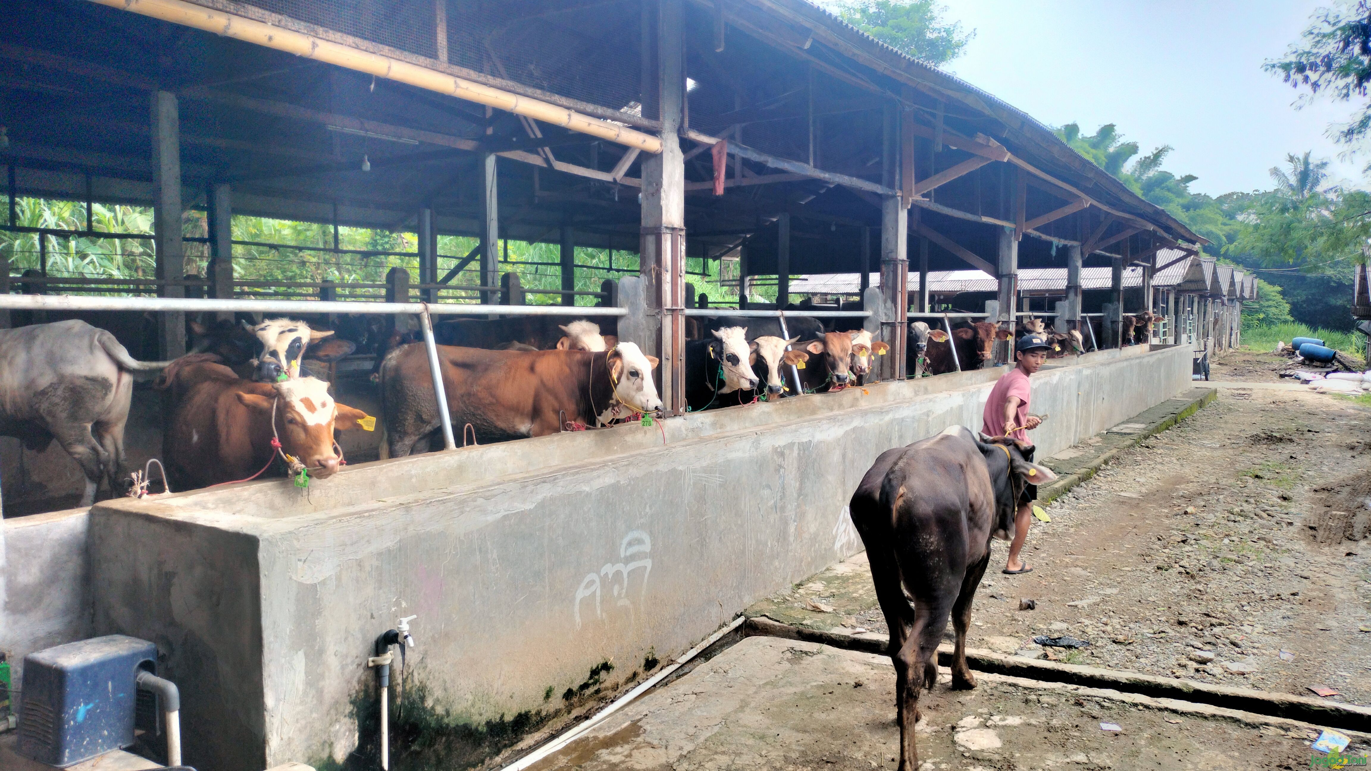 Peternakan sapi di bogor
