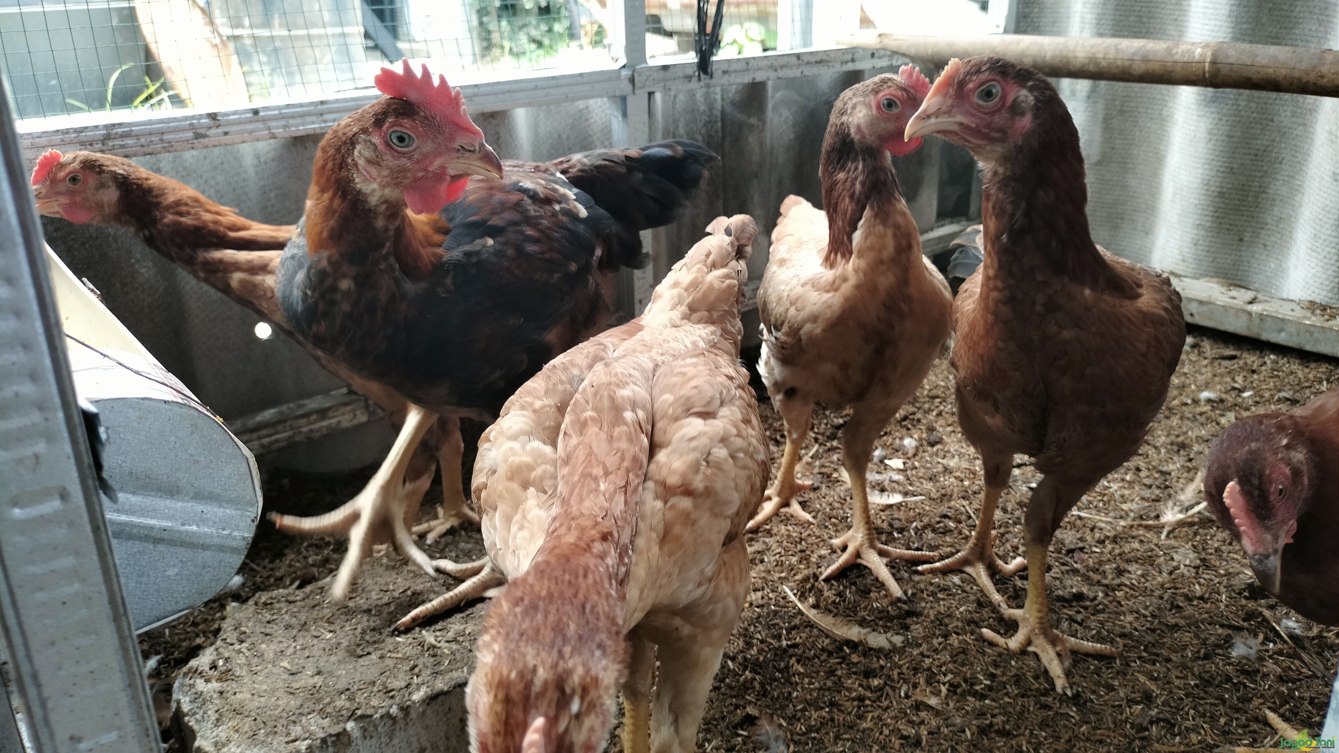 Ayam kampung di Holly Farm 